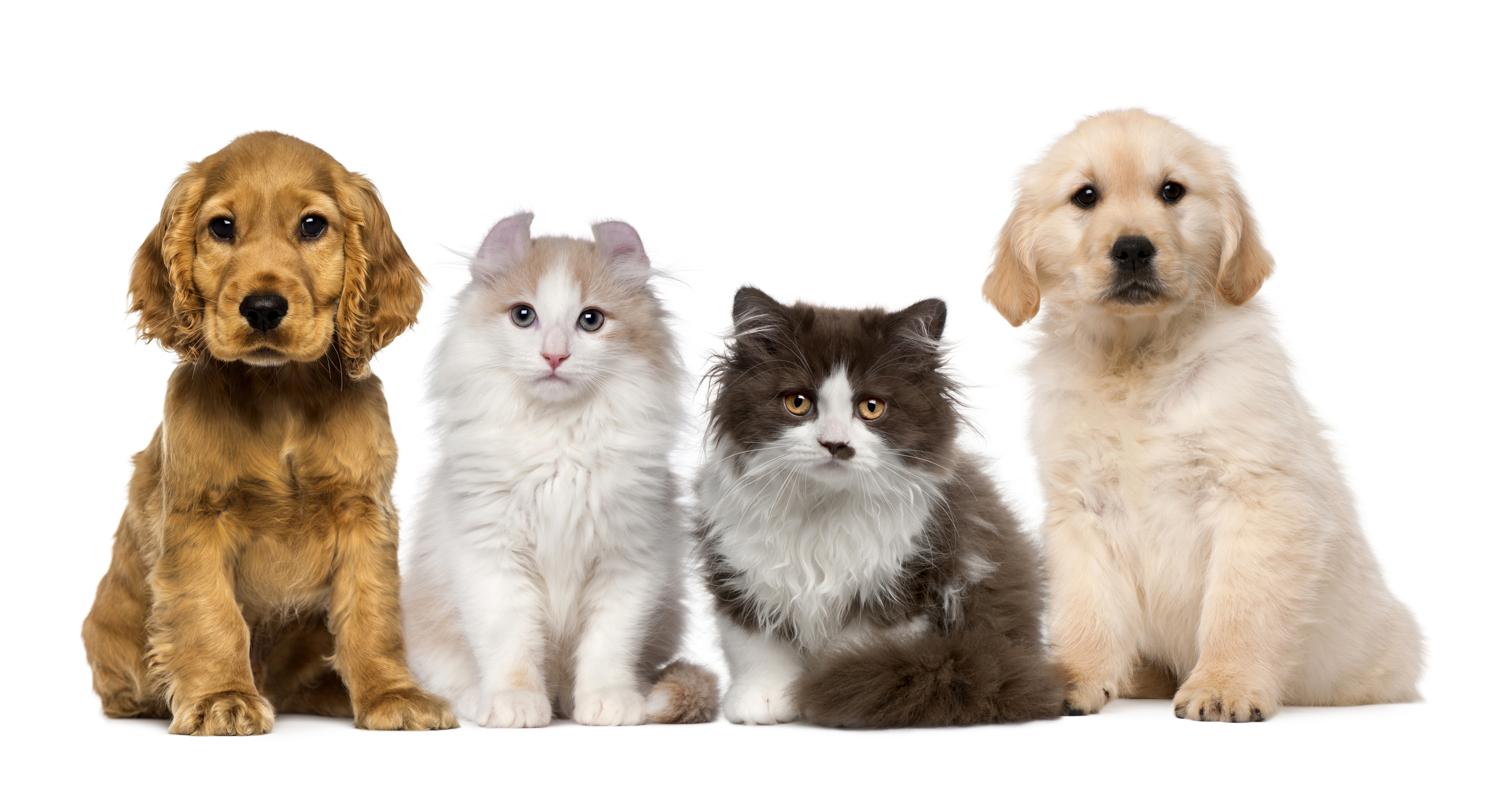 Download mobile wallpaper Cat, Dog, Animal, Puppy, Baby Animal, Cat & Dog for free.
