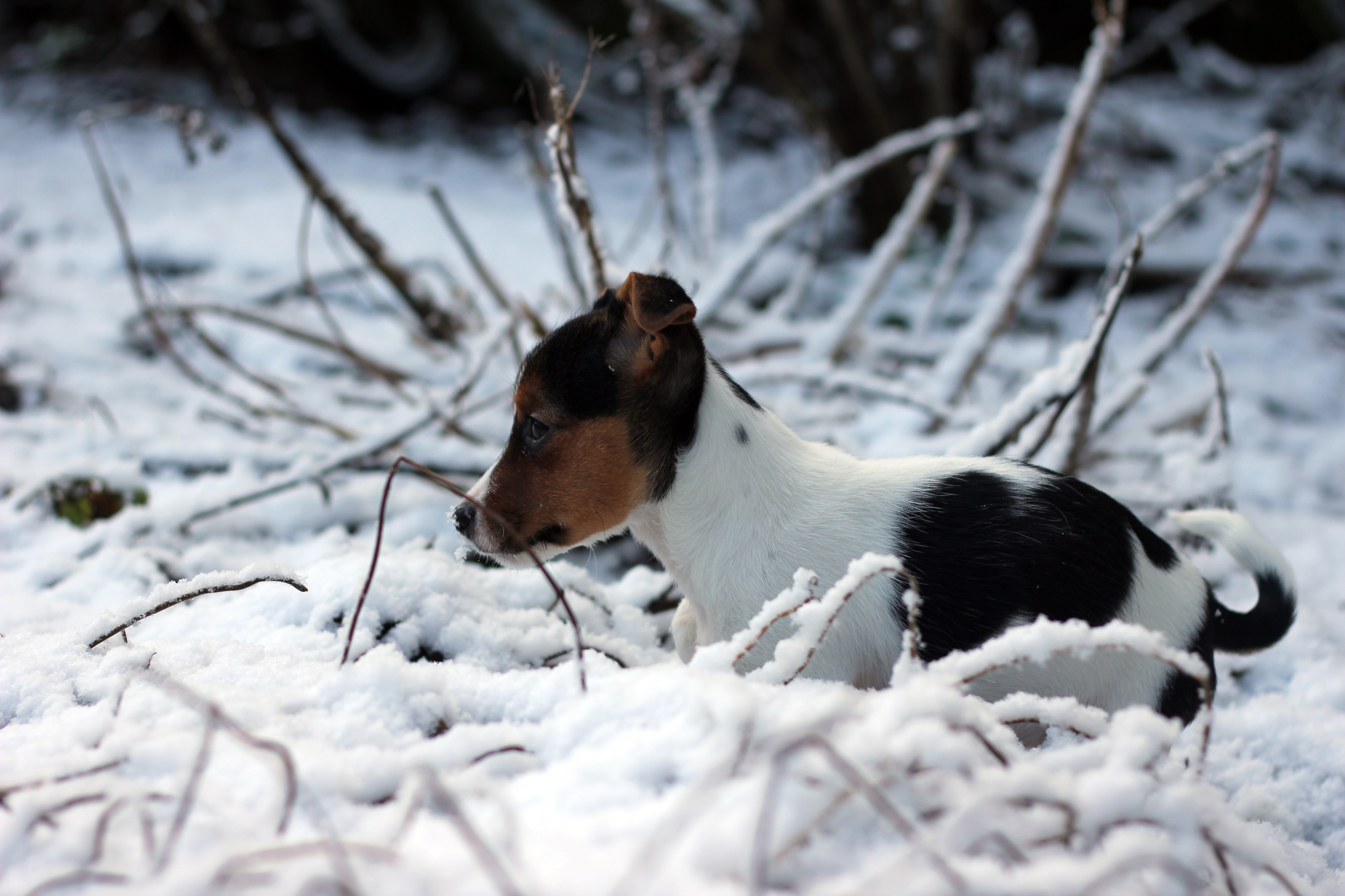 Laden Sie das Tiere, Winter, Hunde, Schnee, Welpen, Beagle, Tierbaby-Bild kostenlos auf Ihren PC-Desktop herunter