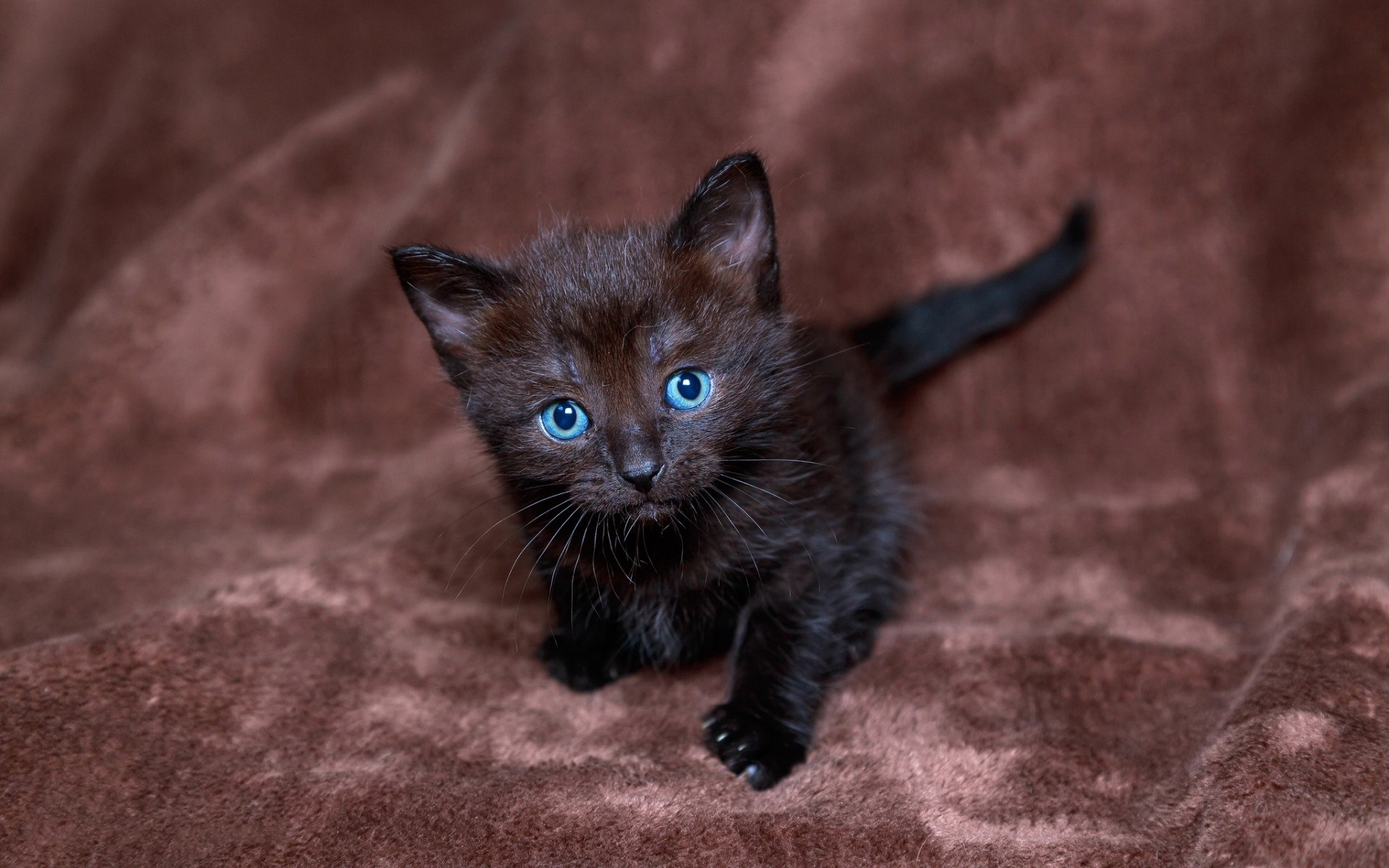 Baixe gratuitamente a imagem Animais, Gatos, Gato na área de trabalho do seu PC