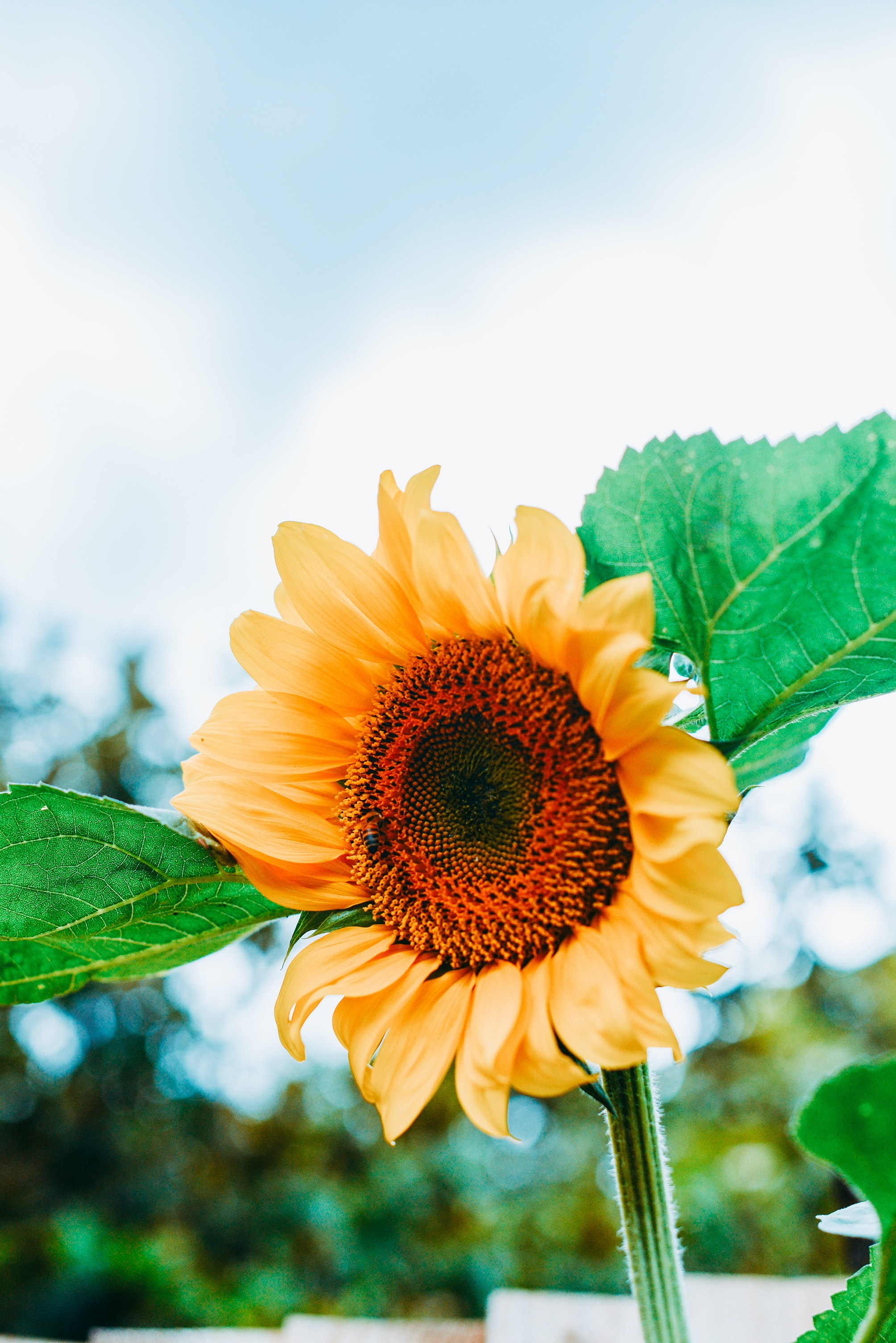 Laden Sie das Blätter, Blütenblätter, Blumen, Blume, Biene, Sonnenblume-Bild kostenlos auf Ihren PC-Desktop herunter