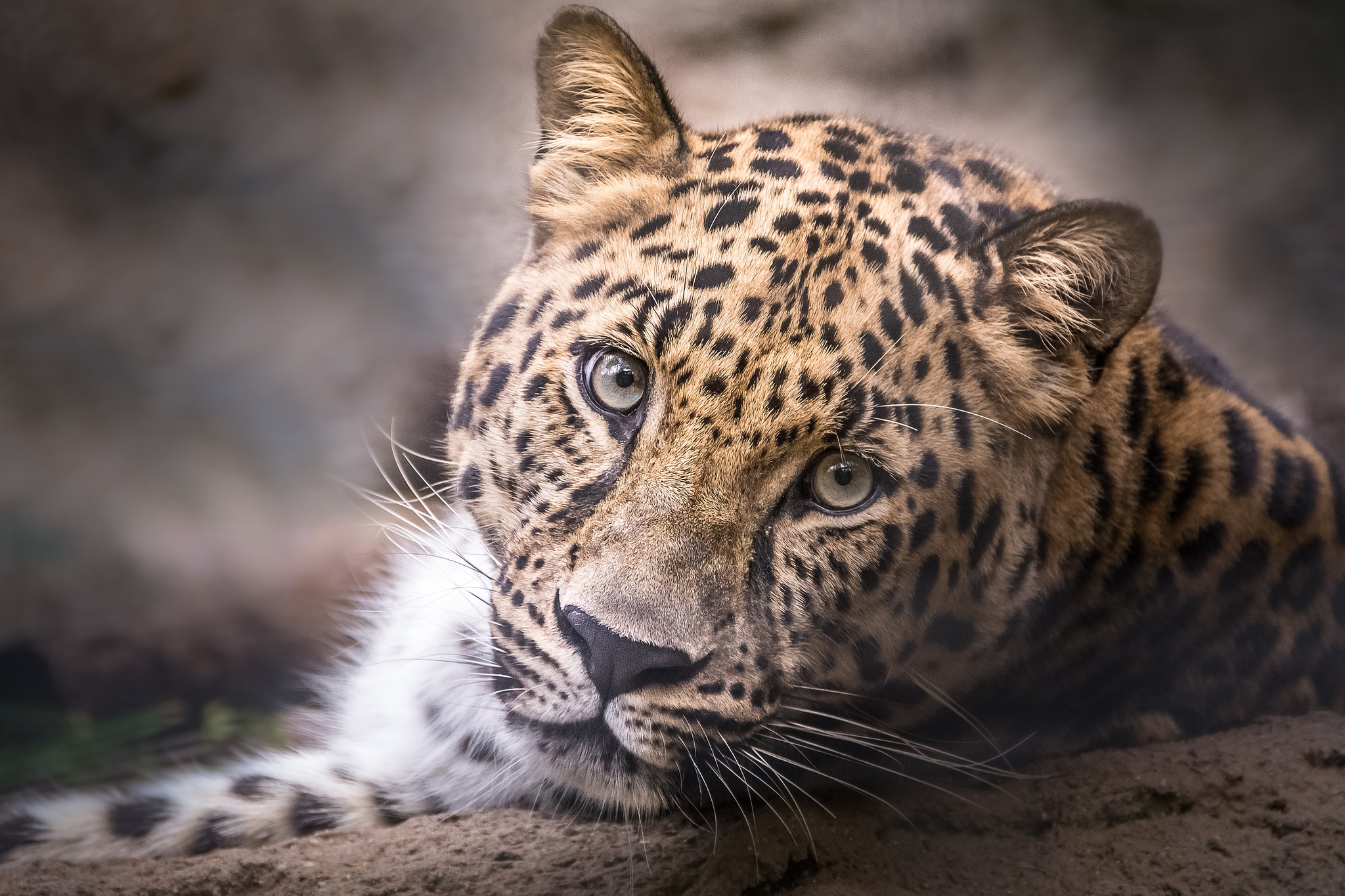 Baixar papel de parede para celular de Leopardo, Gatos, Animais gratuito.