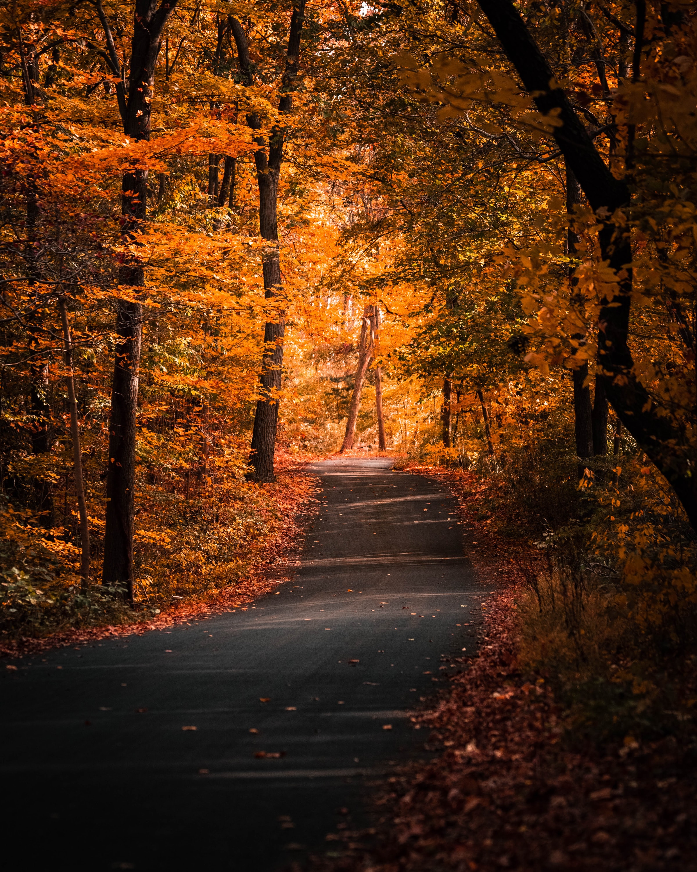 PCデスクトップに木, 秋, 葉, 道, 路地, 裏通り, パス, 木の葉, 自然画像を無料でダウンロード