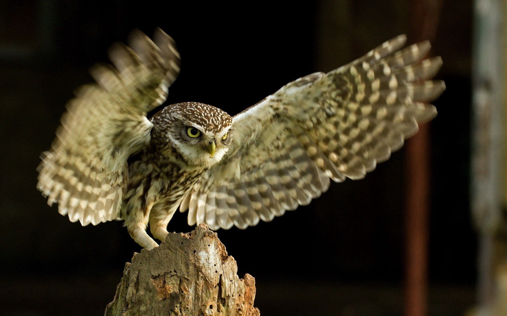 Download mobile wallpaper Animals, Sweep, Wave, Bird, Wings, Owl for free.