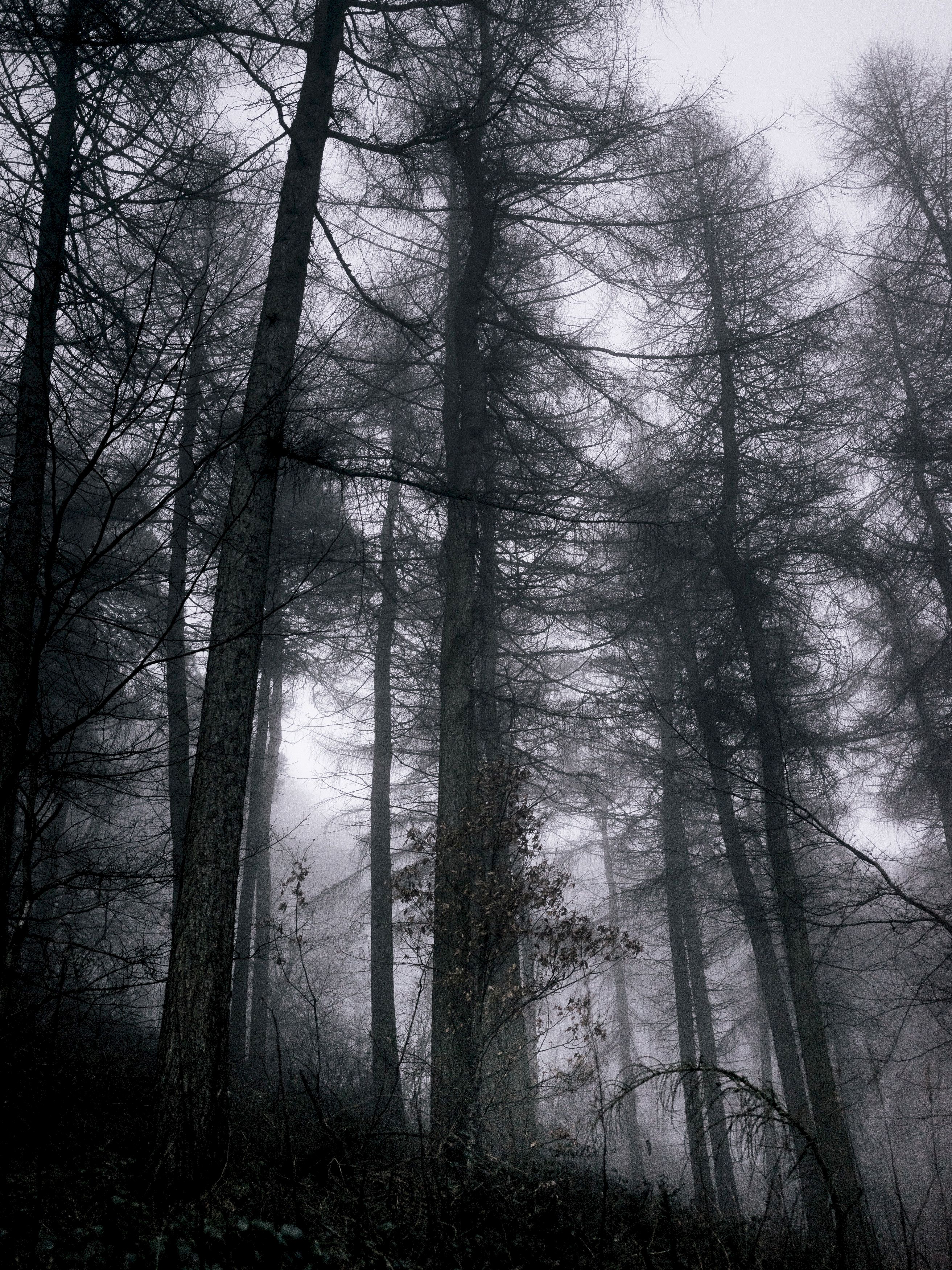 114174 Hintergrundbild herunterladen grau, natur, bäume, schwarz, wald, nebel, das schwarze, geäst, zweige, düster, düsteren - Bildschirmschoner und Bilder kostenlos
