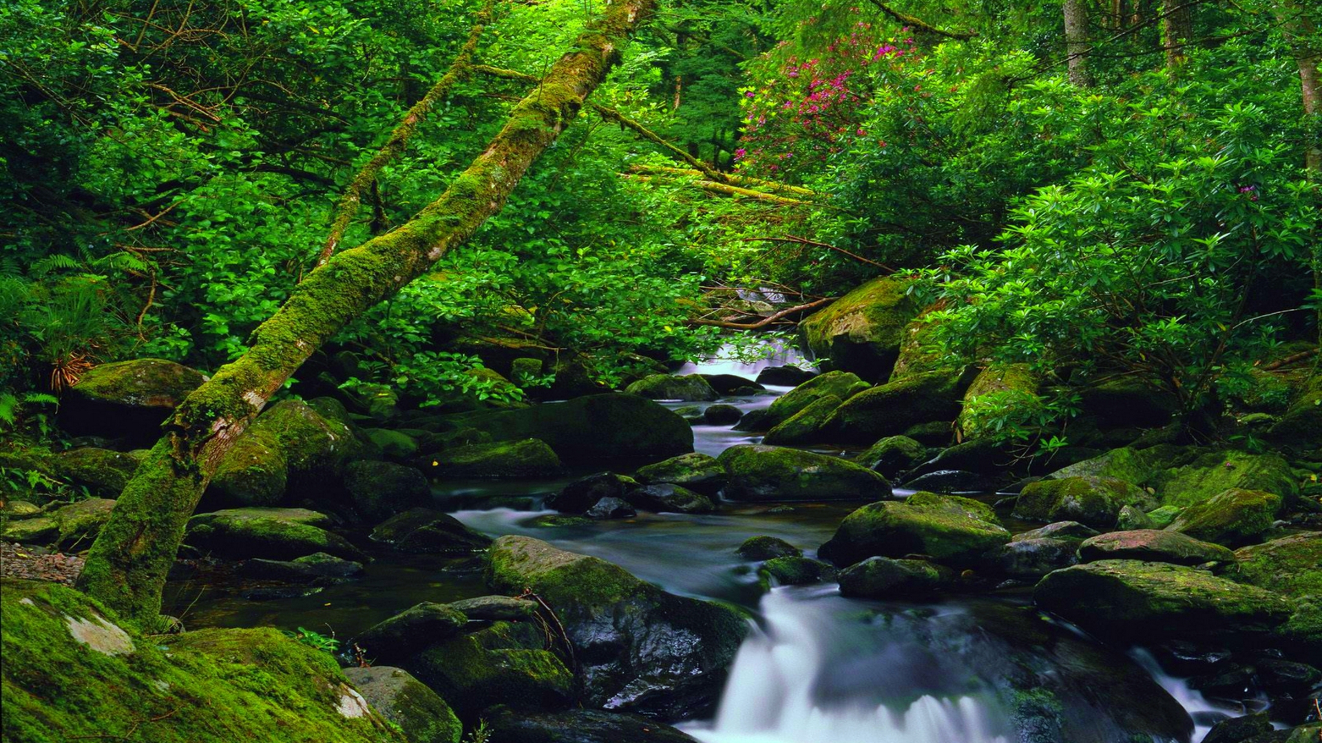 Скачать картинку Природа, Лес, Зеленый, Ручей, Земля/природа в телефон бесплатно.