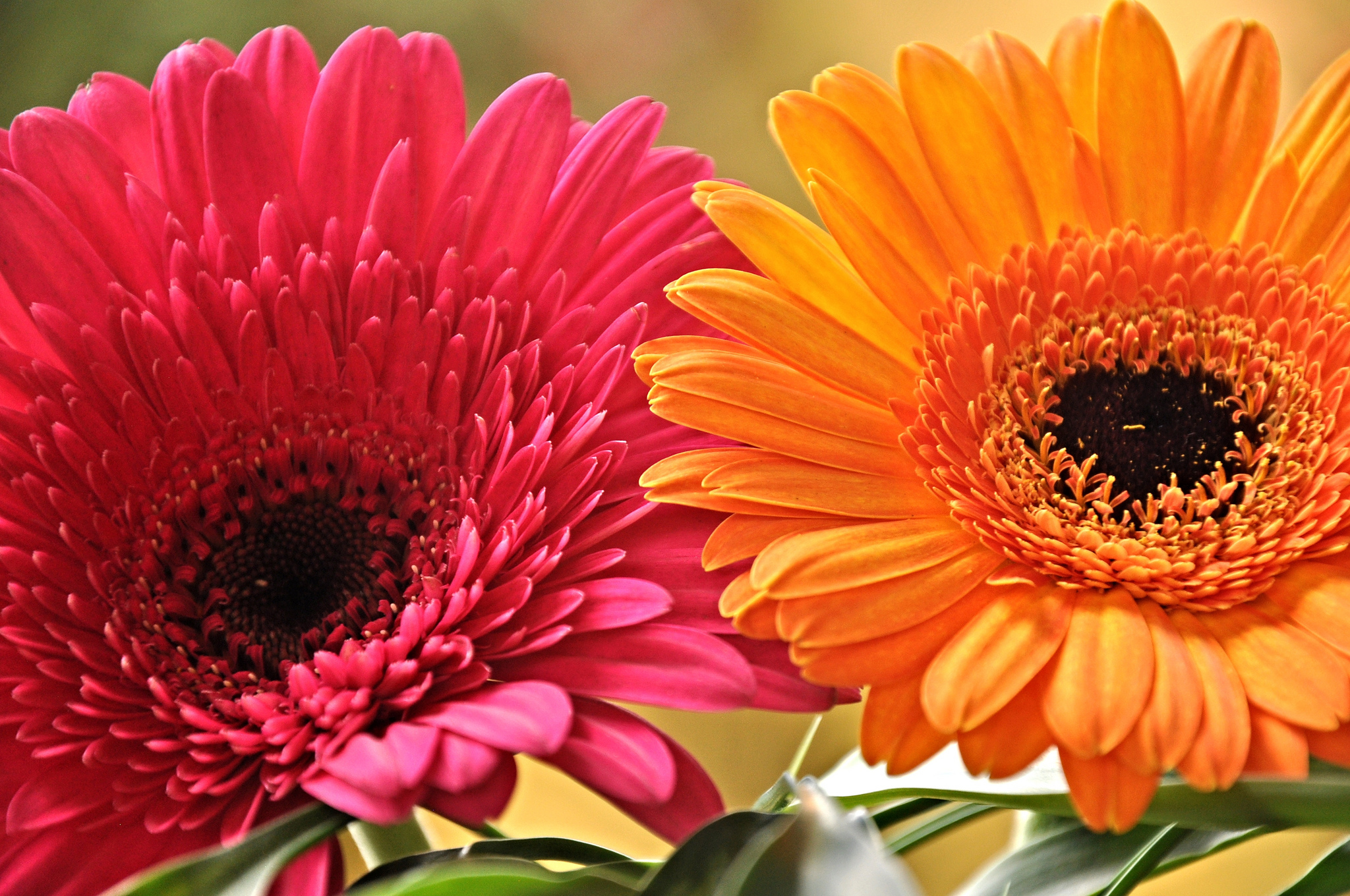 Laden Sie das Blumen, Gerbera, Blume, Erde/natur, Pinke Blume, Orangene Blume-Bild kostenlos auf Ihren PC-Desktop herunter