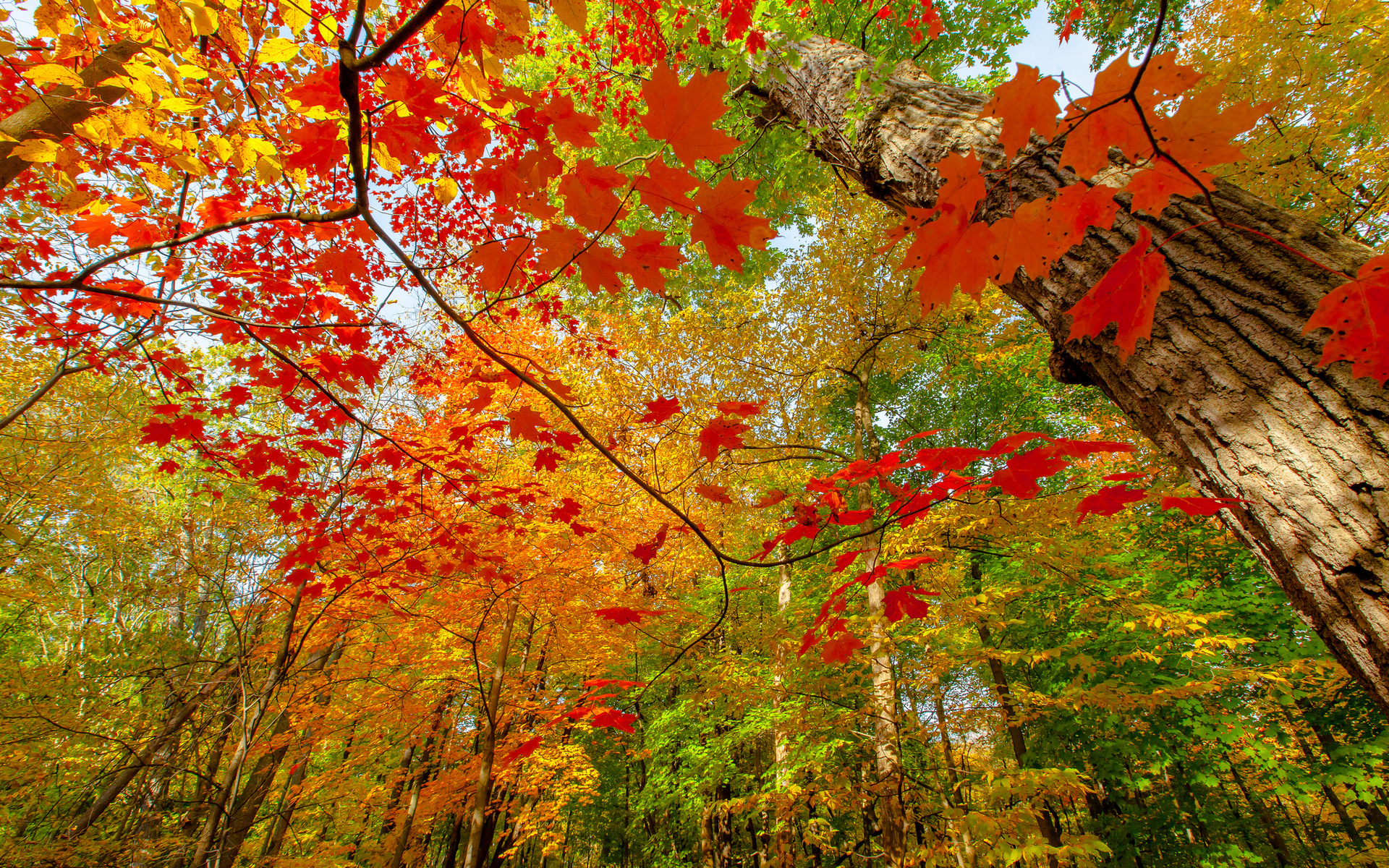PCデスクトップに自然, 秋, 葉, 森, 地球, シーズン画像を無料でダウンロード