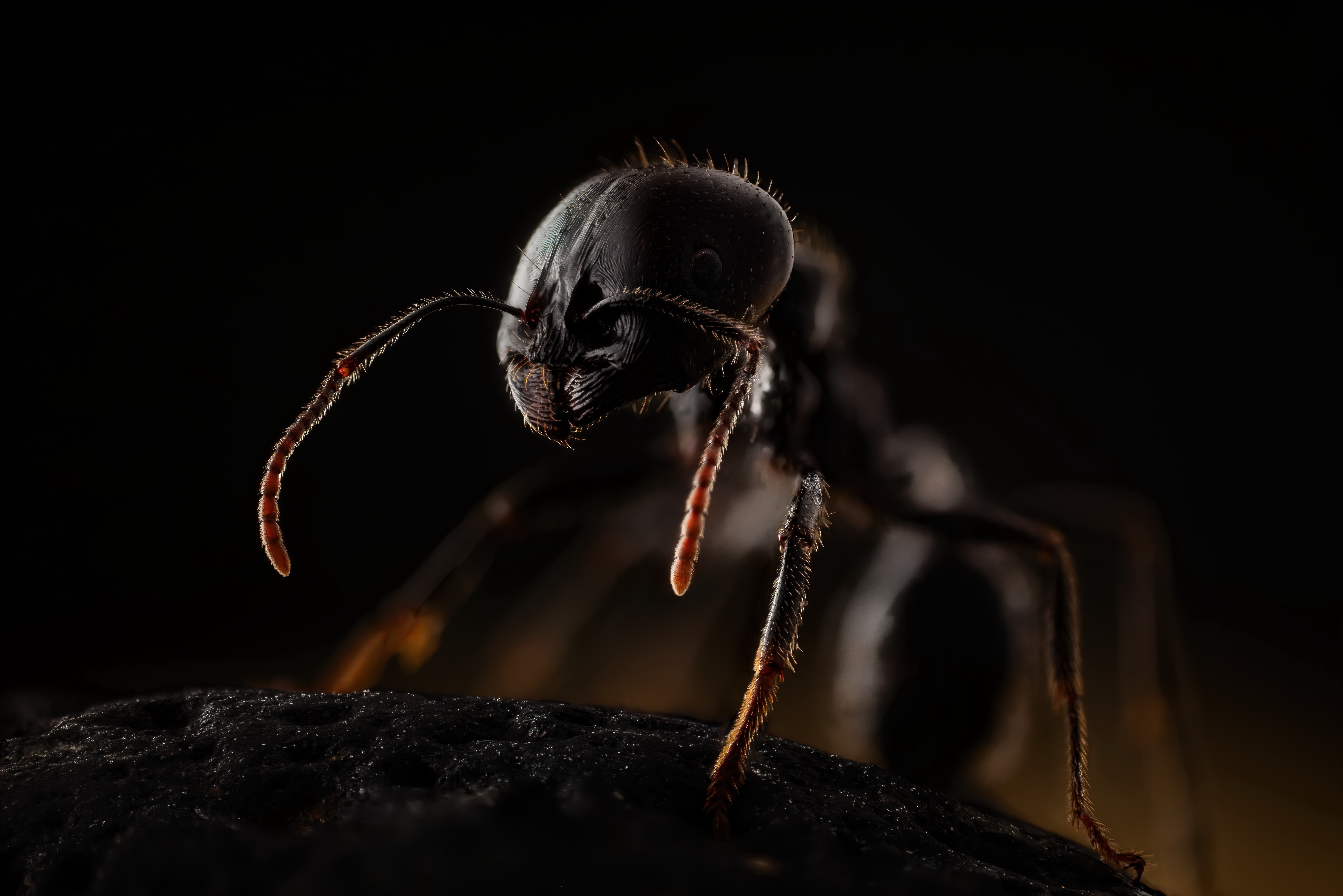 Free download wallpaper Macro, Insect, Animal, Ant on your PC desktop