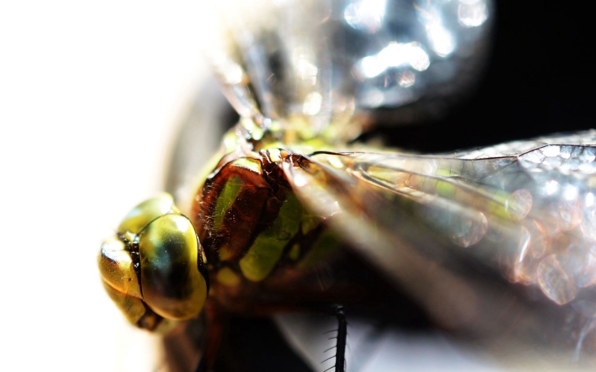 PCデスクトップに昆虫, 大きい, マクロ, 光, 目, 明るい色画像を無料でダウンロード