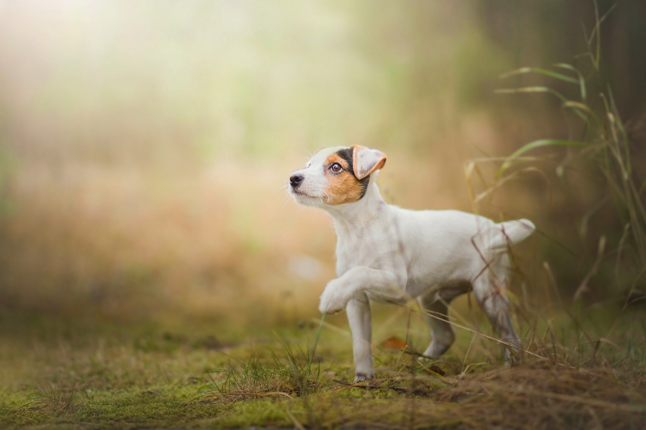 Download mobile wallpaper Dogs, Dog, Animal, Puppy, Jack Russell Terrier for free.
