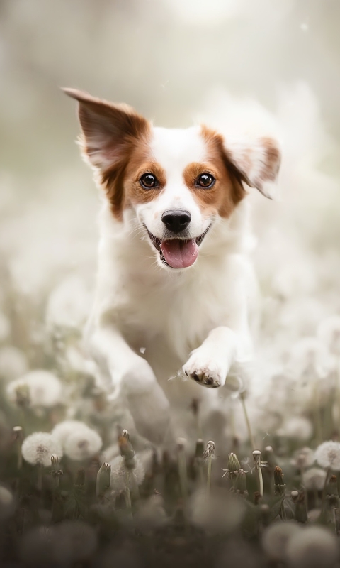 Download mobile wallpaper Dogs, Dog, Animal, Dandelion for free.