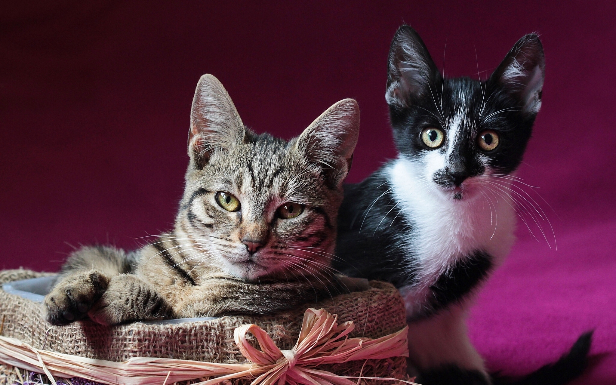 Download background kitty, kitten, animals, cats, couple, pair, to lie down, lie