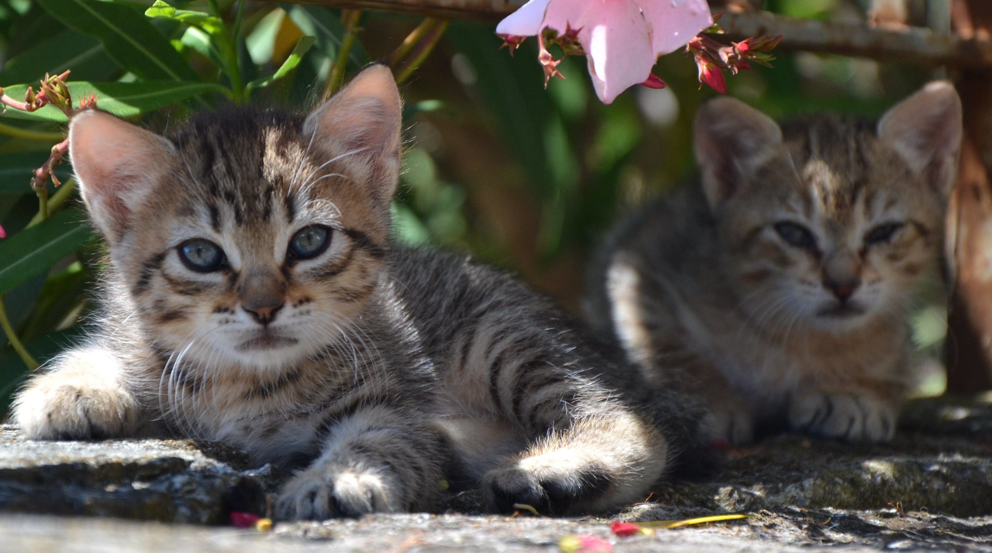 PCデスクトップに動物, ネコ, 猫, 子猫, 赤ちゃん動物画像を無料でダウンロード