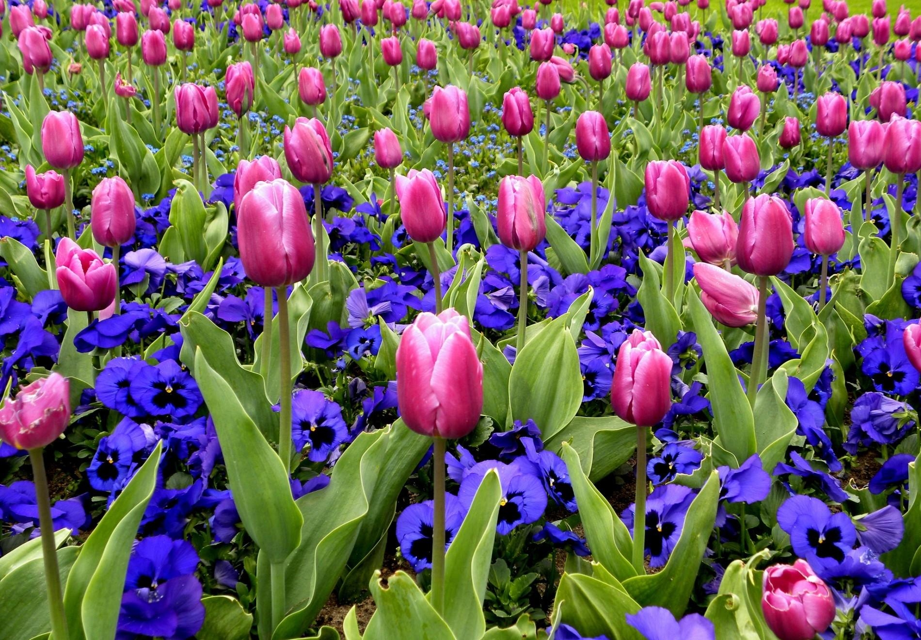 pansies, flowers, tulips, flower bed, flowerbed, spring Full HD