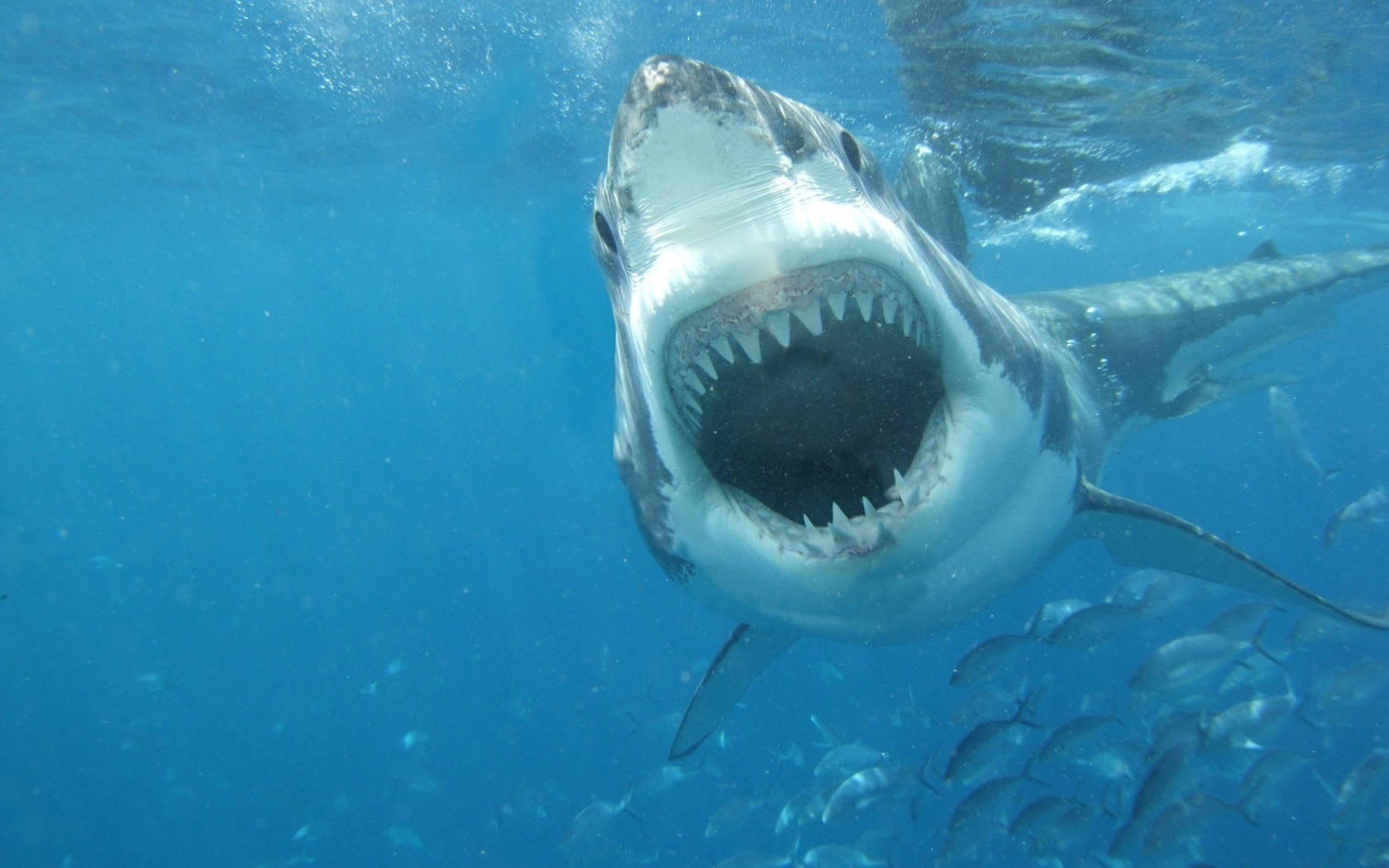 340092 descargar imagen tiburones, animales, gran tiburón blanco: fondos de pantalla y protectores de pantalla gratis