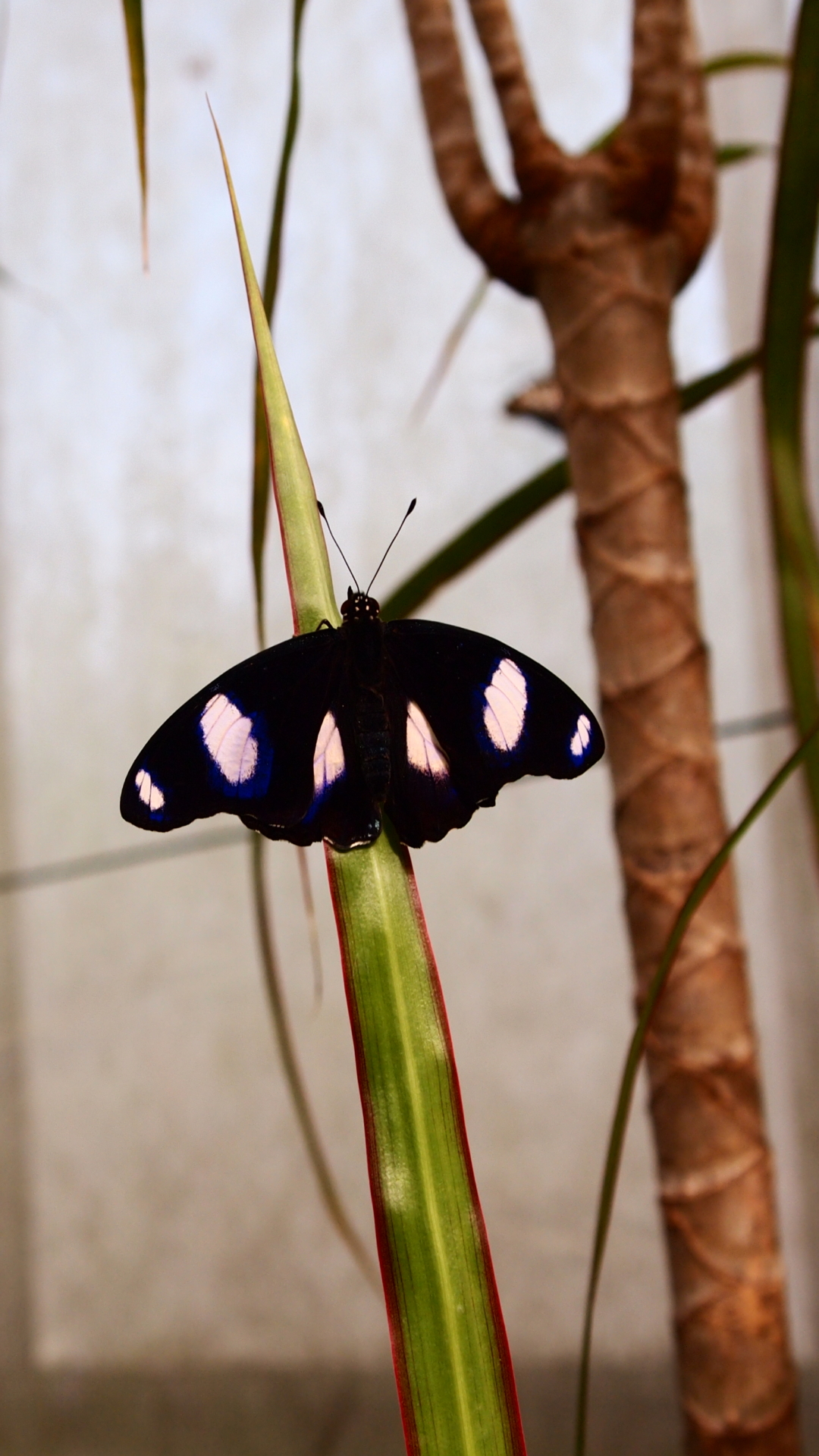 Descarga gratuita de fondo de pantalla para móvil de Animales, Mariposa.