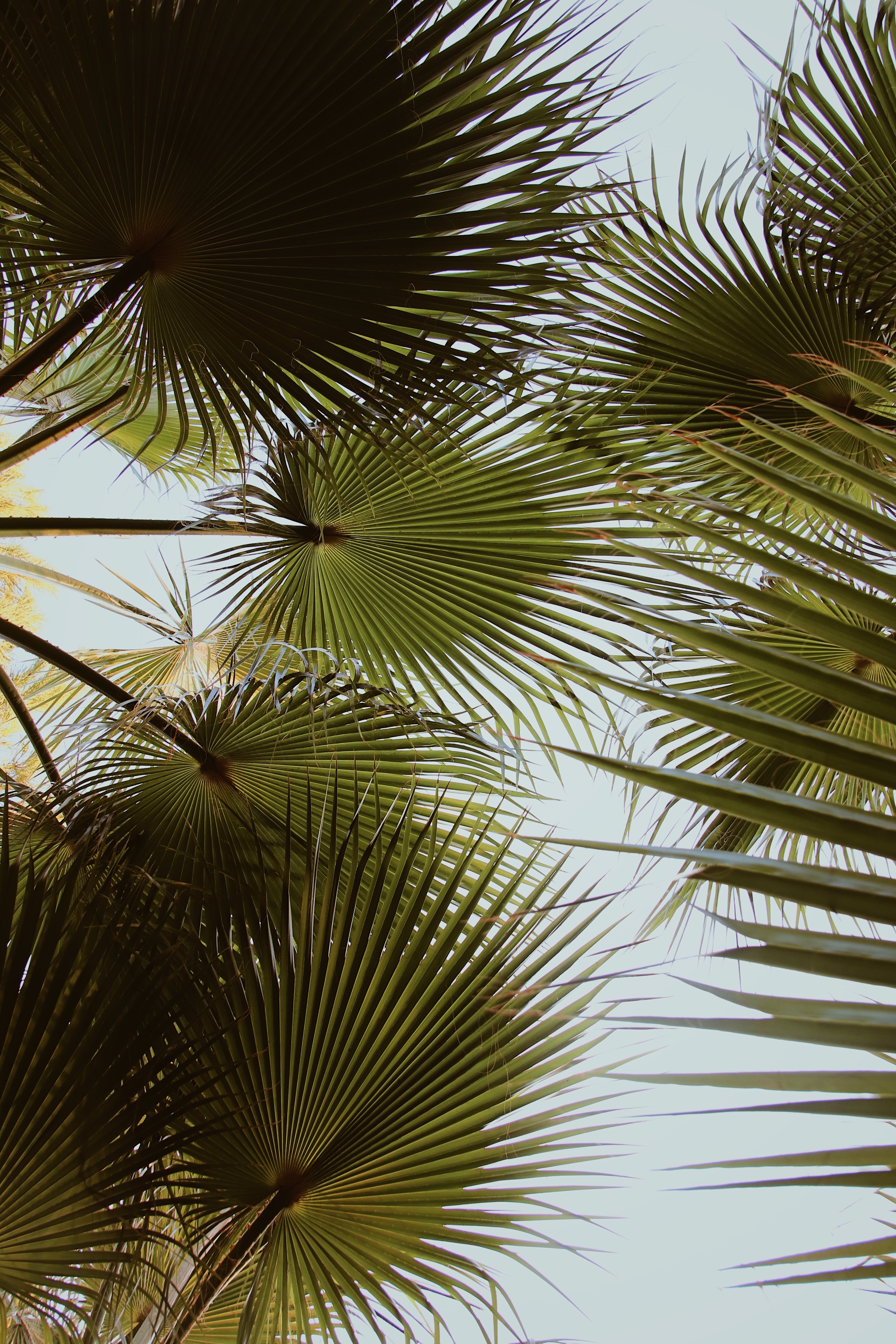 Free download wallpaper Palm, Branches, Leaves, Plant, Nature on your PC desktop