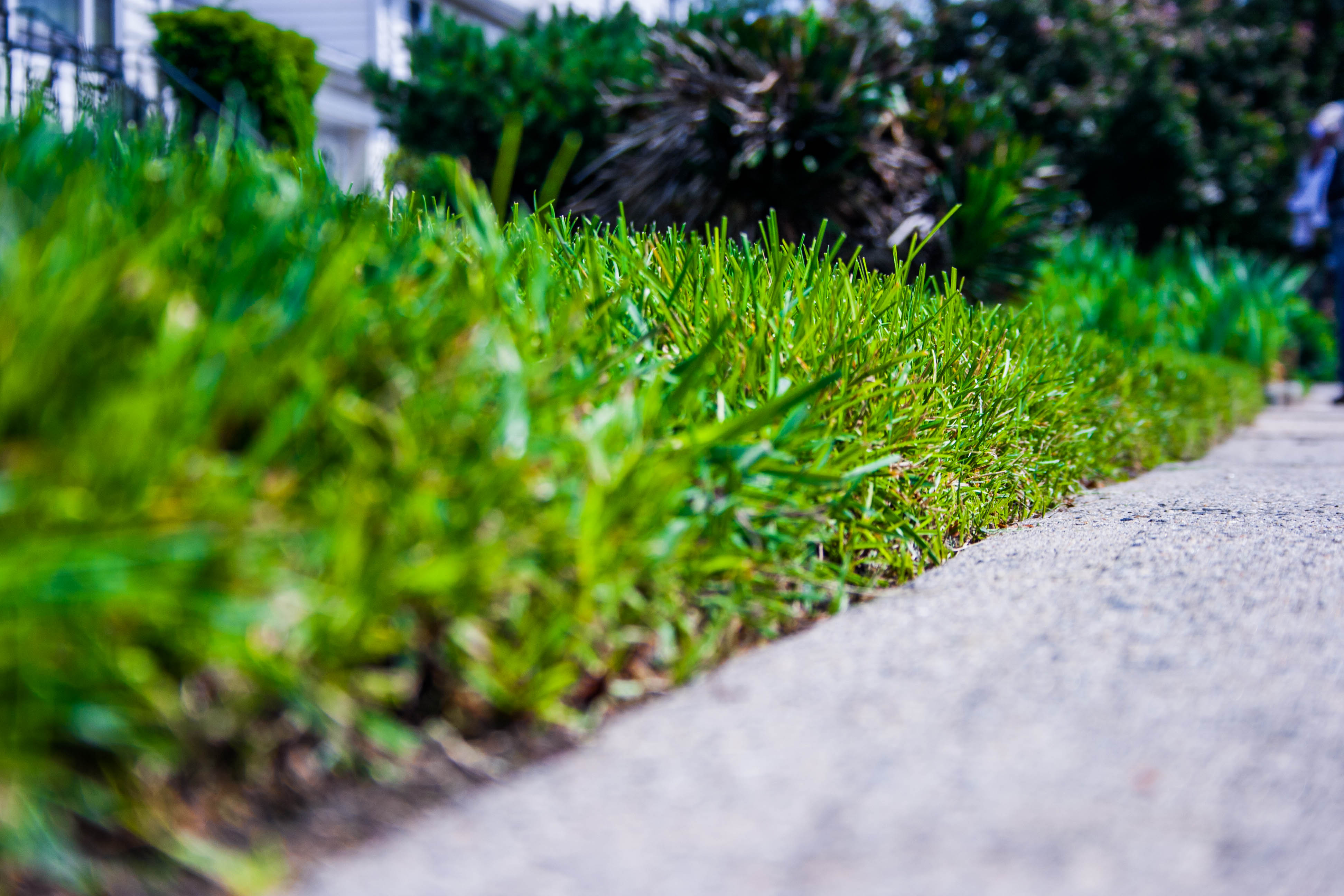 Laden Sie das Gras, Erde/natur-Bild kostenlos auf Ihren PC-Desktop herunter