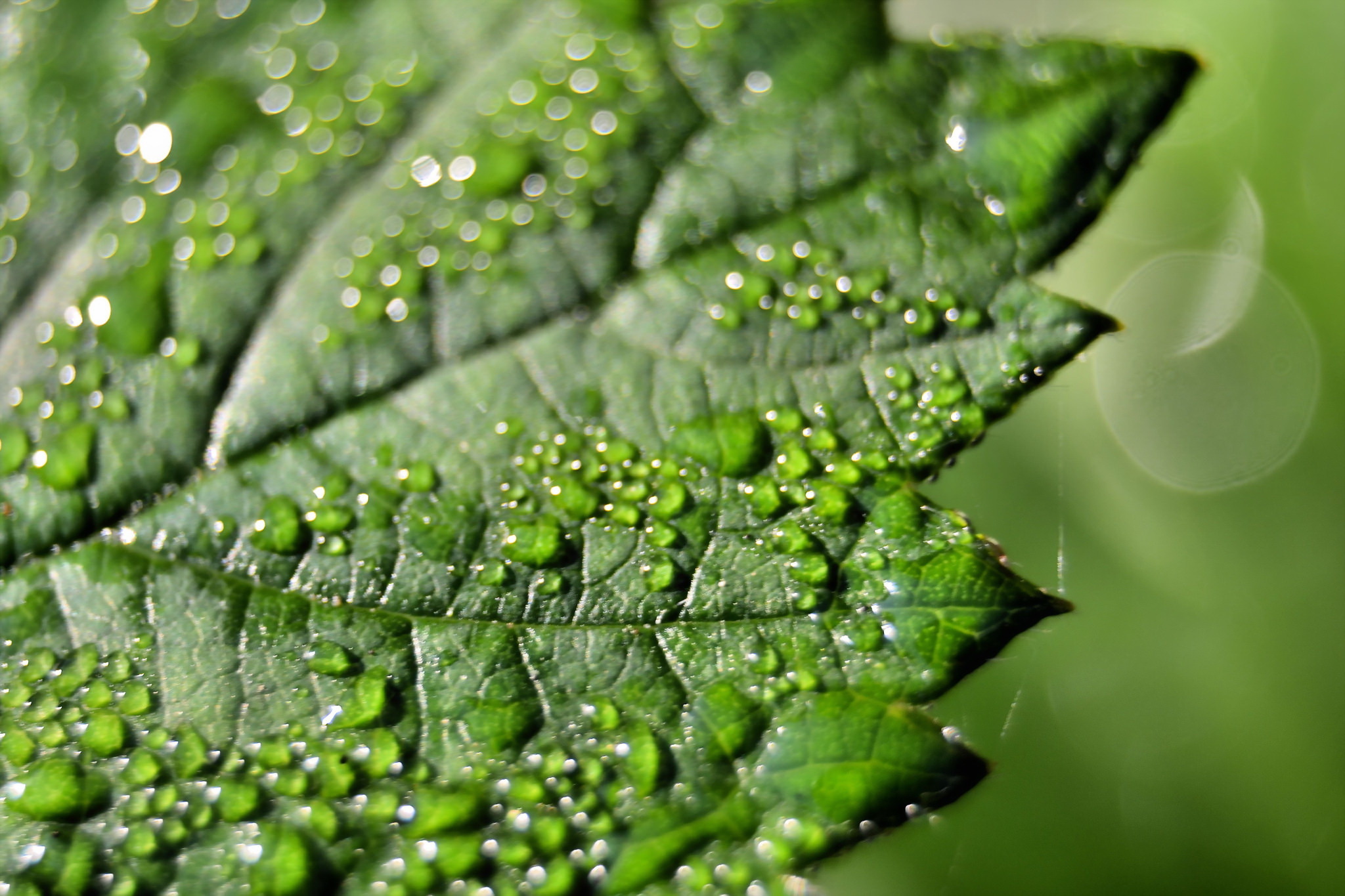 無料モバイル壁紙自然, 葉, 大きい, 地球, 水滴をダウンロードします。