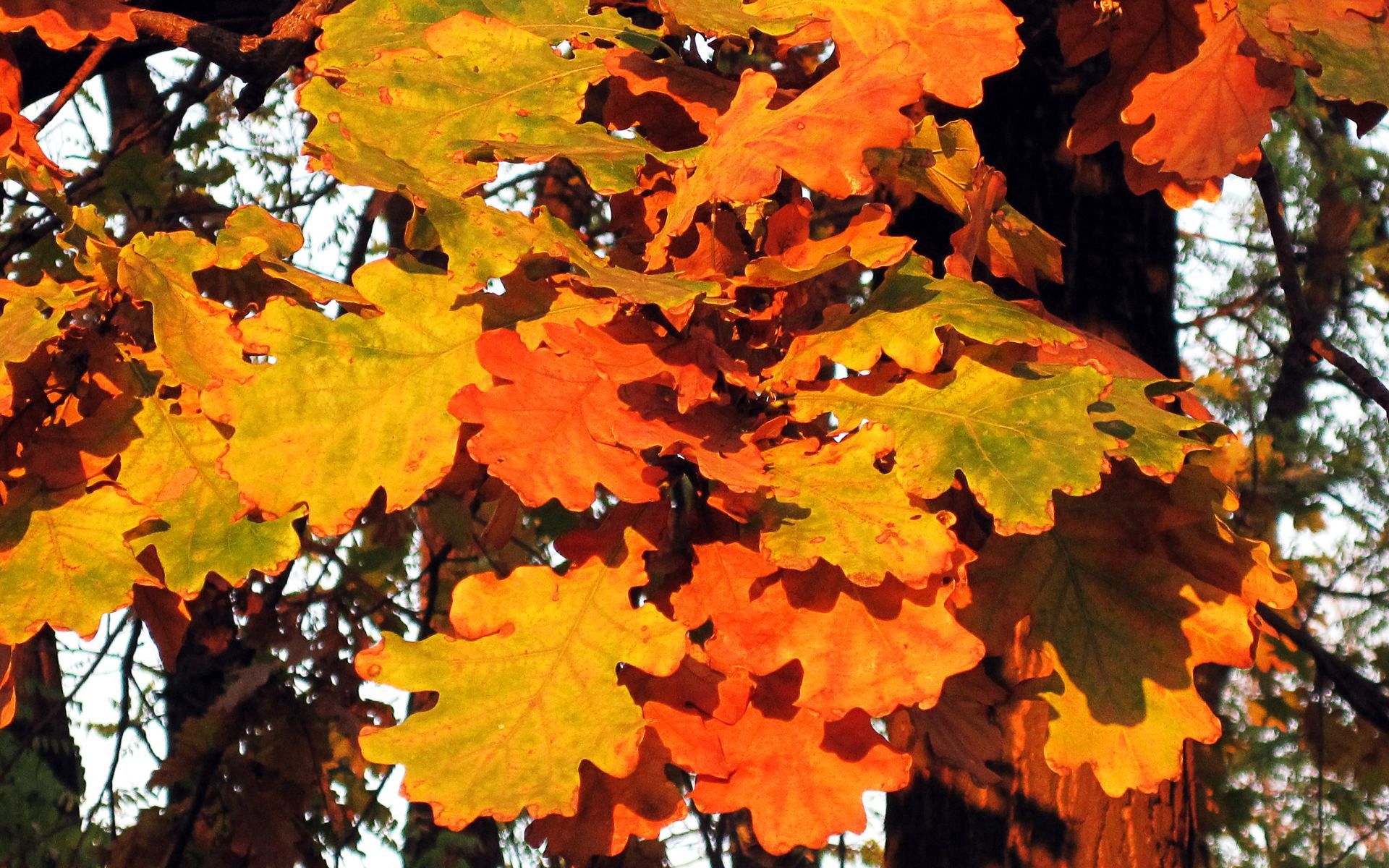 Téléchargez gratuitement l'image Nature, Feuilles, Automne sur le bureau de votre PC