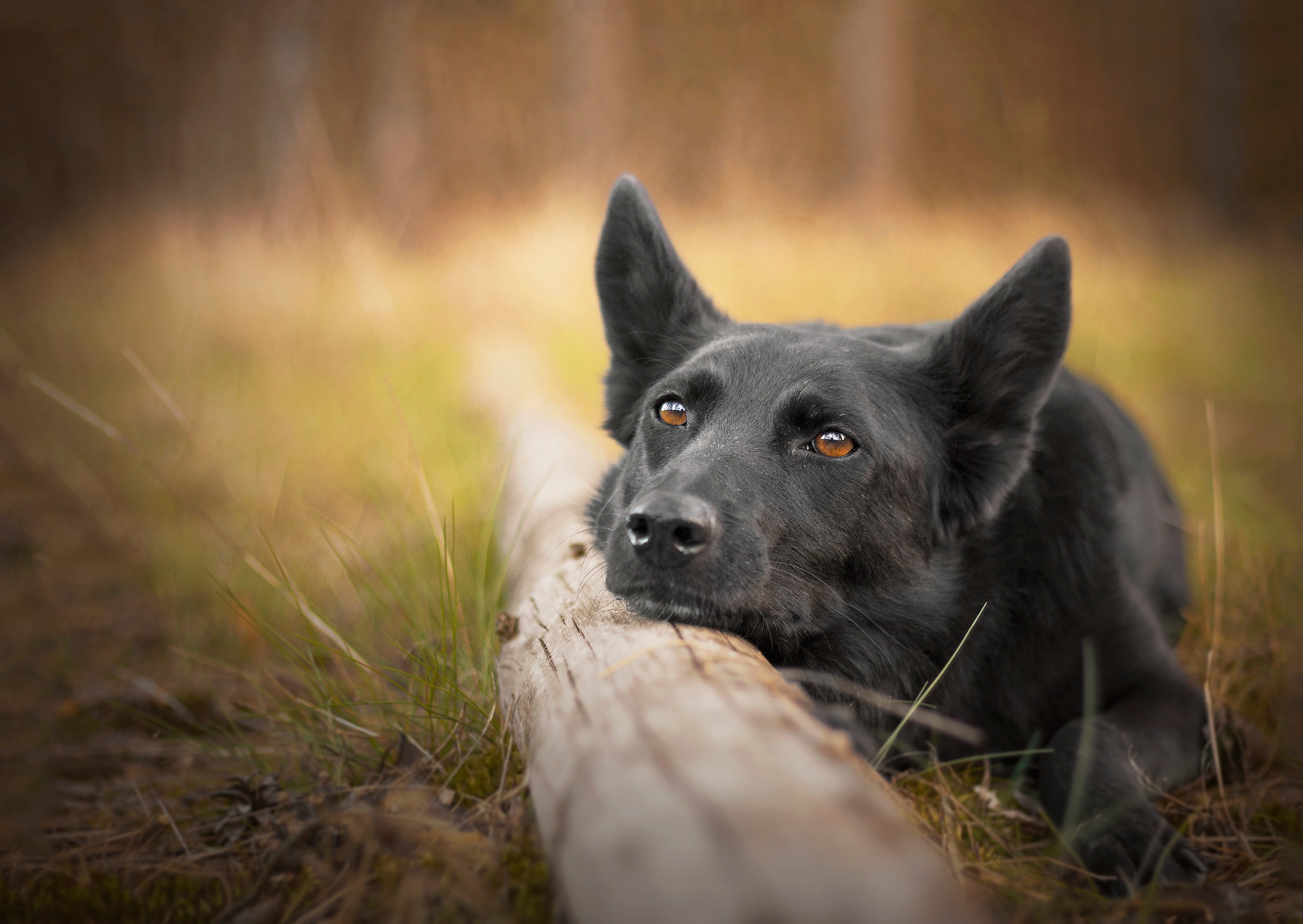 Baixar papel de parede para celular de Cães, Cão, Animais gratuito.