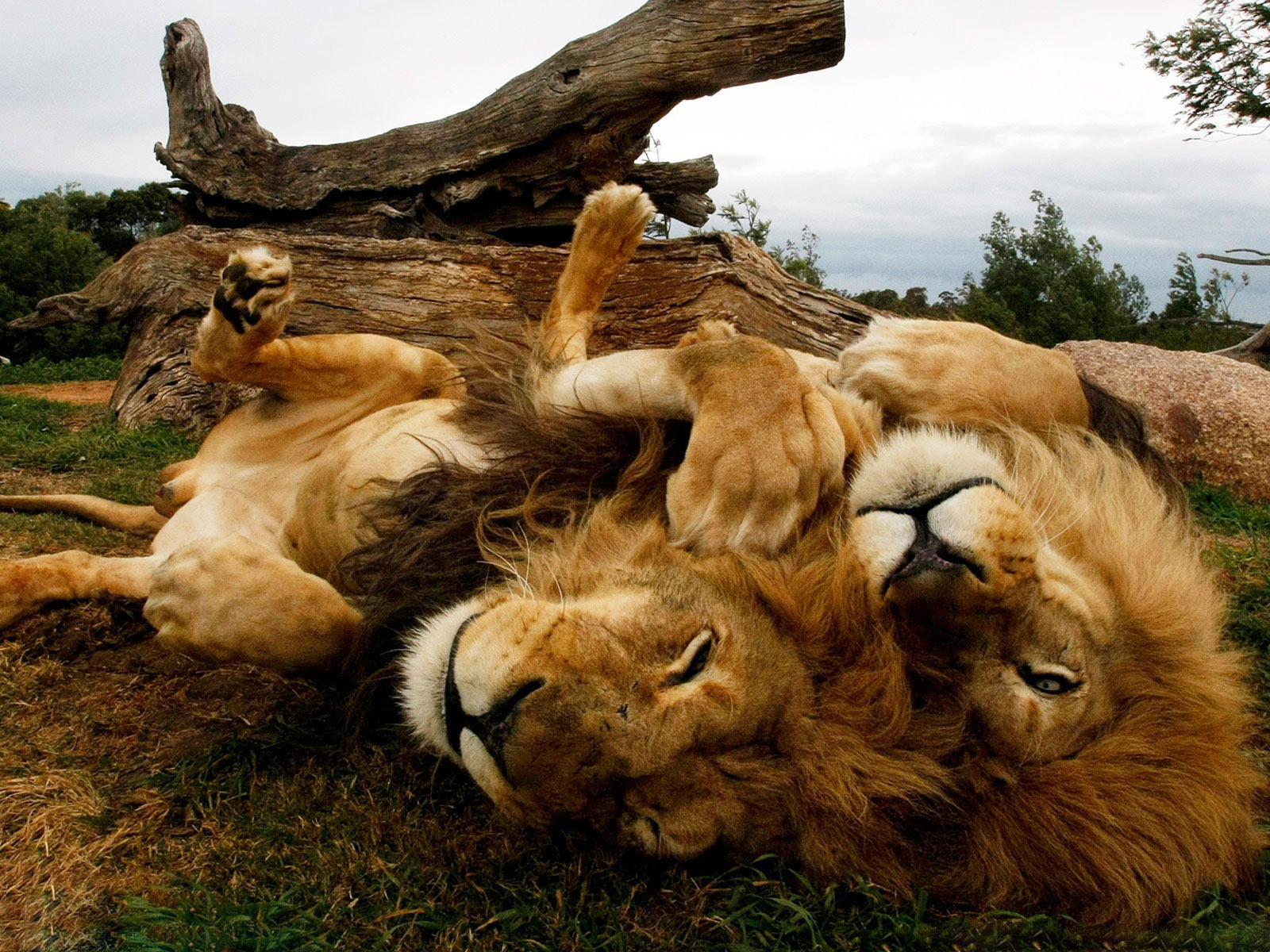 Baixe gratuitamente a imagem Animais, Gatos, Leão na área de trabalho do seu PC