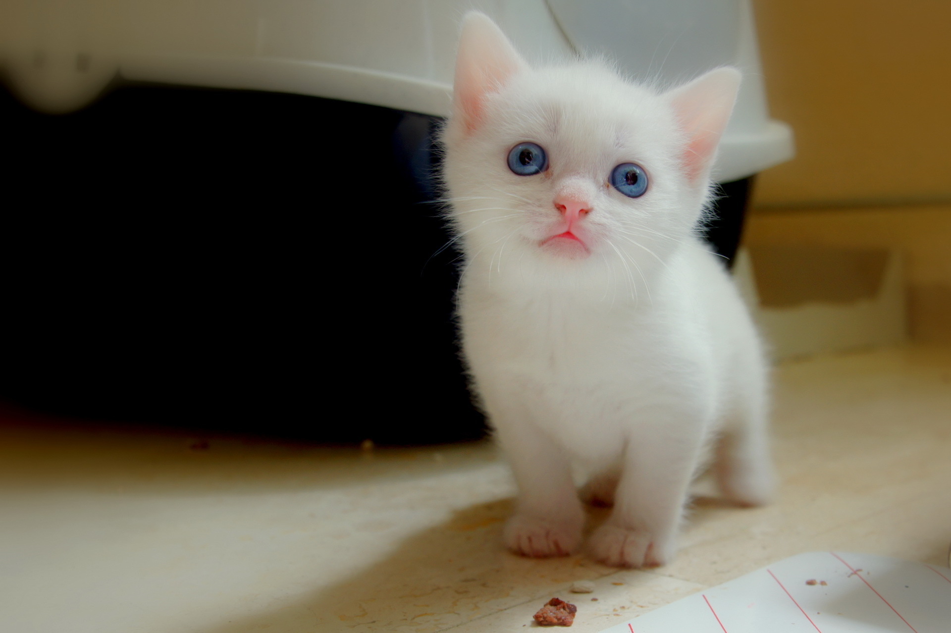 Baixe gratuitamente a imagem Animais, Gatos, Gato na área de trabalho do seu PC