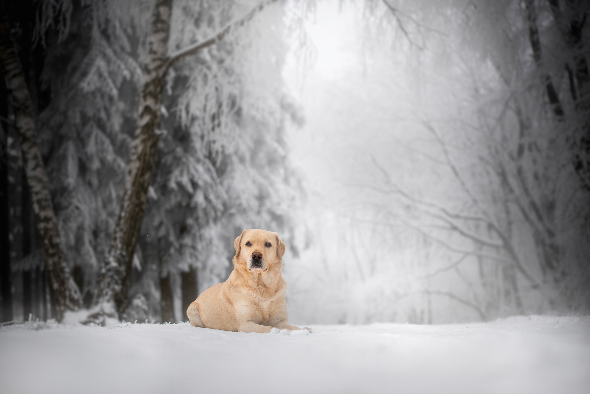 Download mobile wallpaper Winter, Dogs, Snow, Dog, Animal, Golden Retriever, Depth Of Field for free.