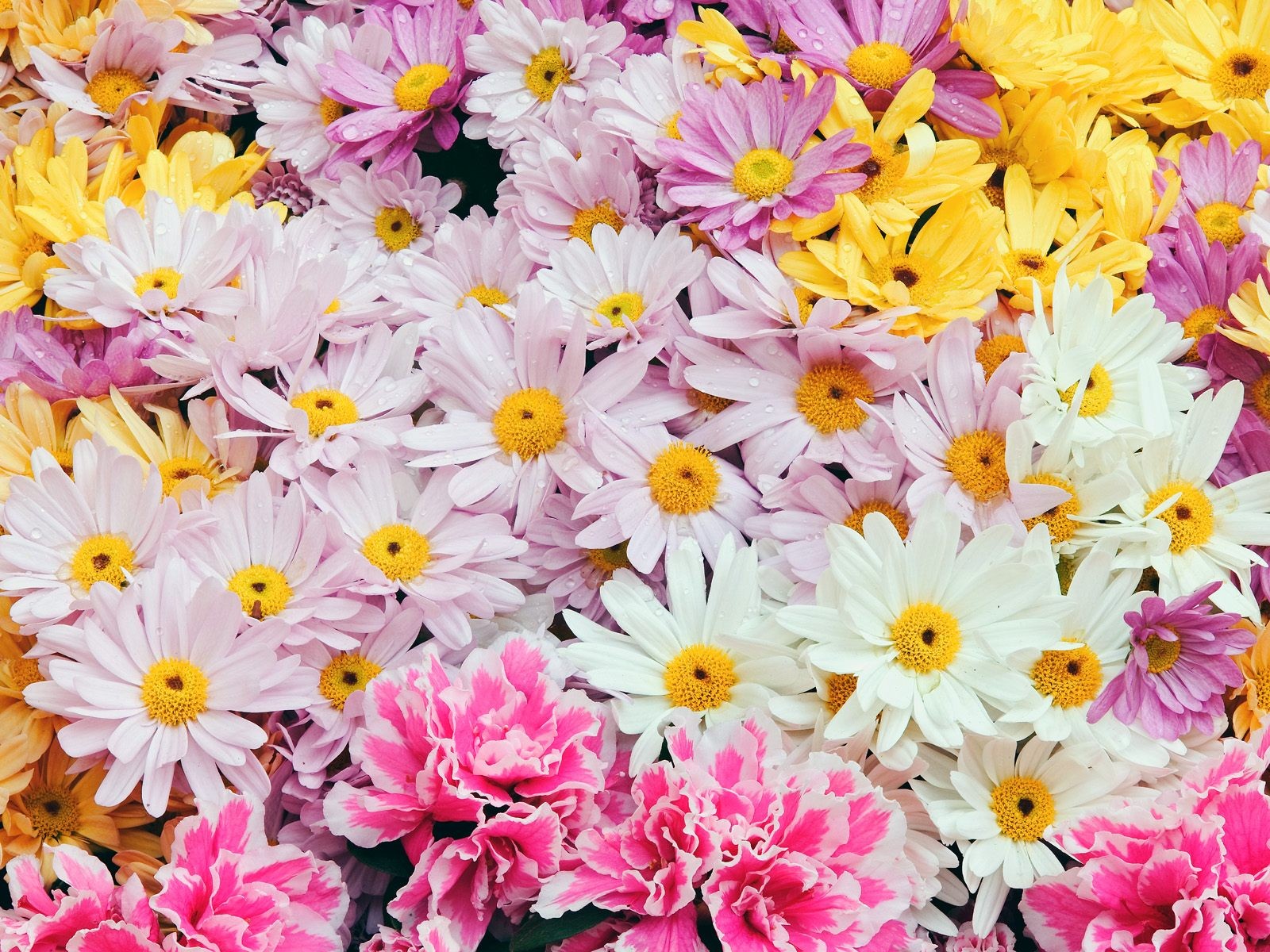 Laden Sie das Blumen, Blume, Farben, Bunt, Frühling, Gänseblümchen, Gelbe Blume, Erde/natur, Pinke Blume-Bild kostenlos auf Ihren PC-Desktop herunter