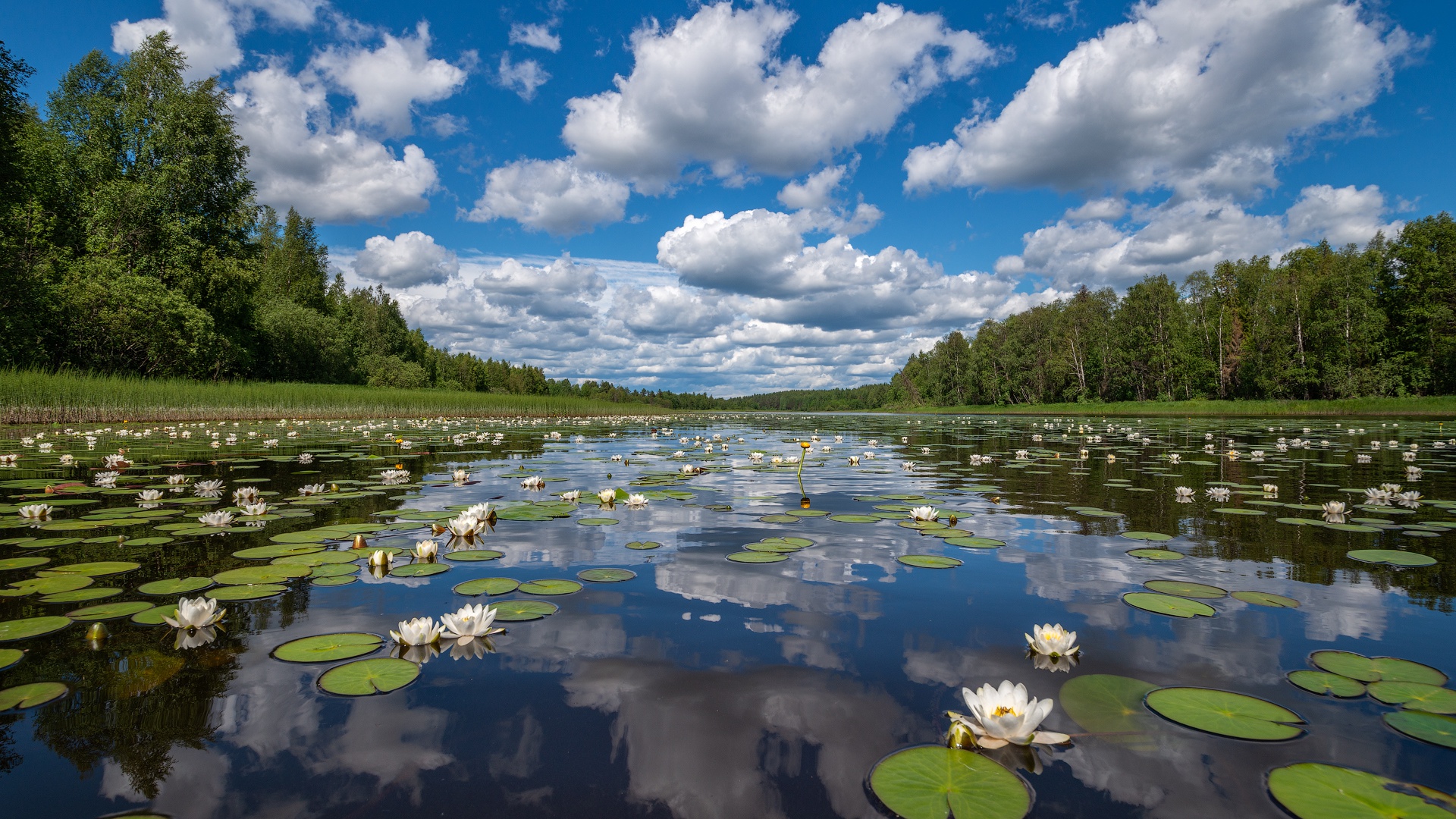Laden Sie das Seen, See, Seerose, Erde/natur-Bild kostenlos auf Ihren PC-Desktop herunter