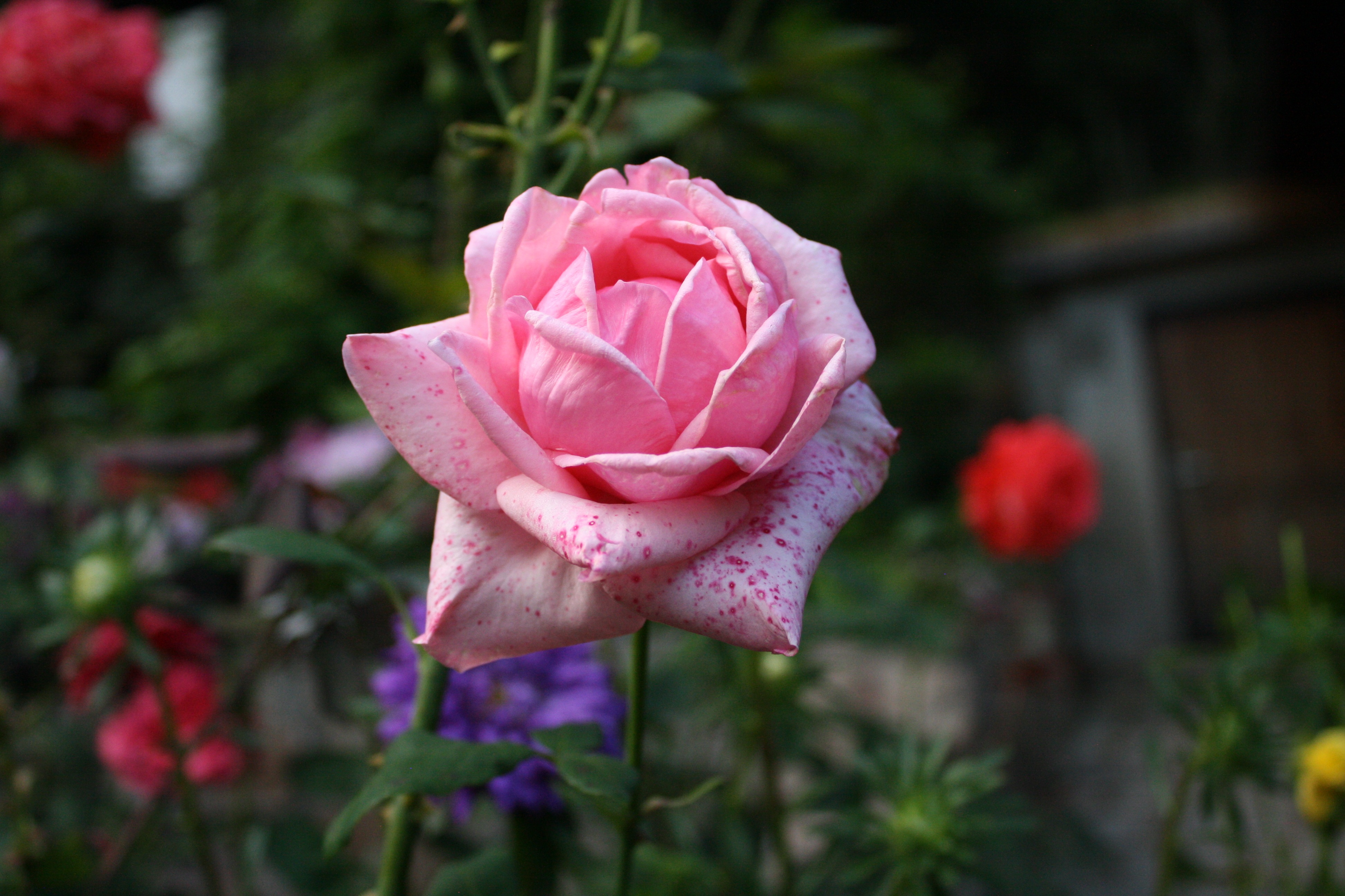 Download mobile wallpaper Bud, Petals, Rose, Rose Flower, Flowers, Pink for free.