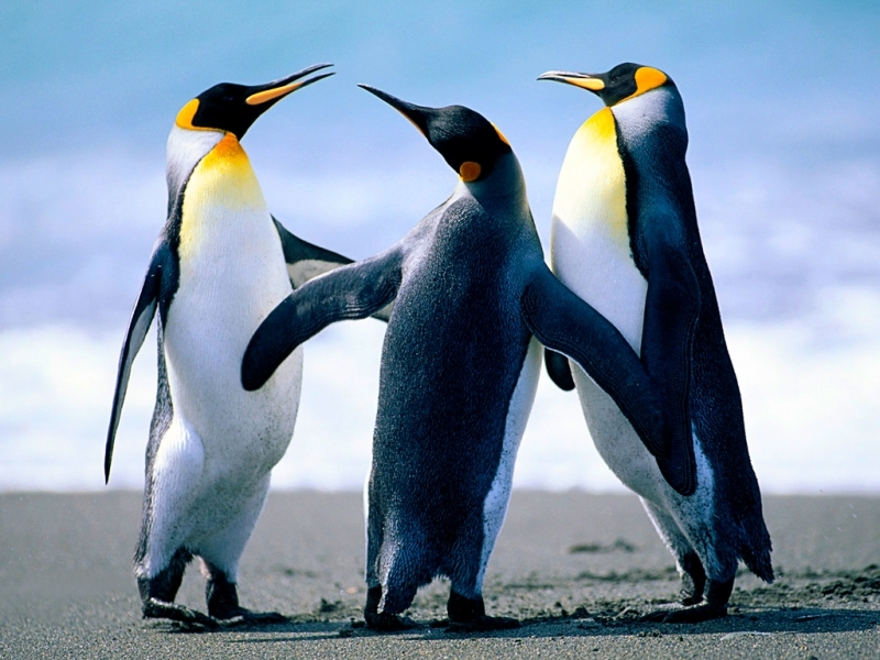 44825 baixar papel de parede animais, pinguins - protetores de tela e imagens gratuitamente