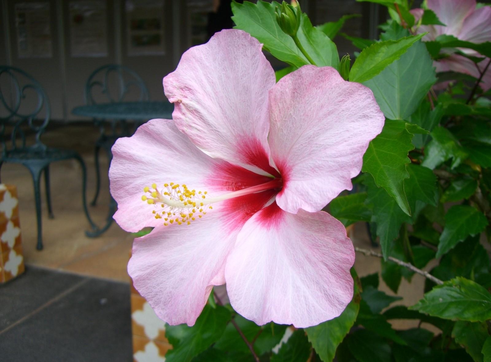 無料モバイル壁紙葉, ブランチ, 咲く, フラワーズ, 枝, 開花, ハイビスカス, ピンクをダウンロードします。