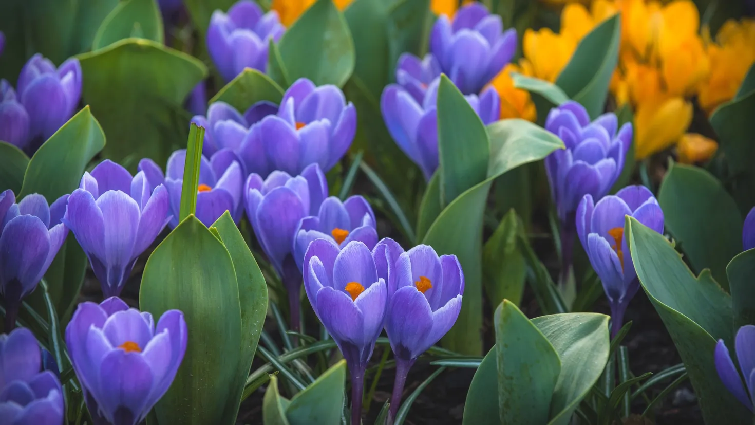 Desktop wallpaper: Earth, Crocus, Flower, Nature, Purple Flower ...