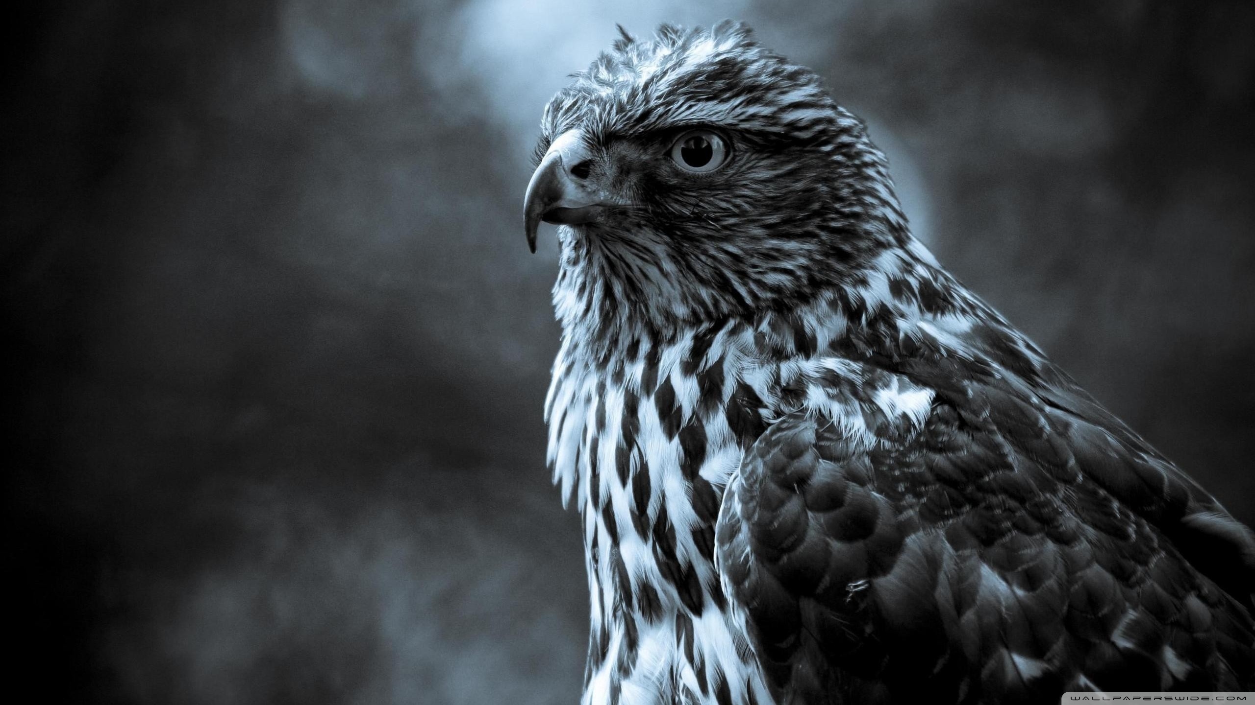 Laden Sie das Tiere, Adler-Bild kostenlos auf Ihren PC-Desktop herunter