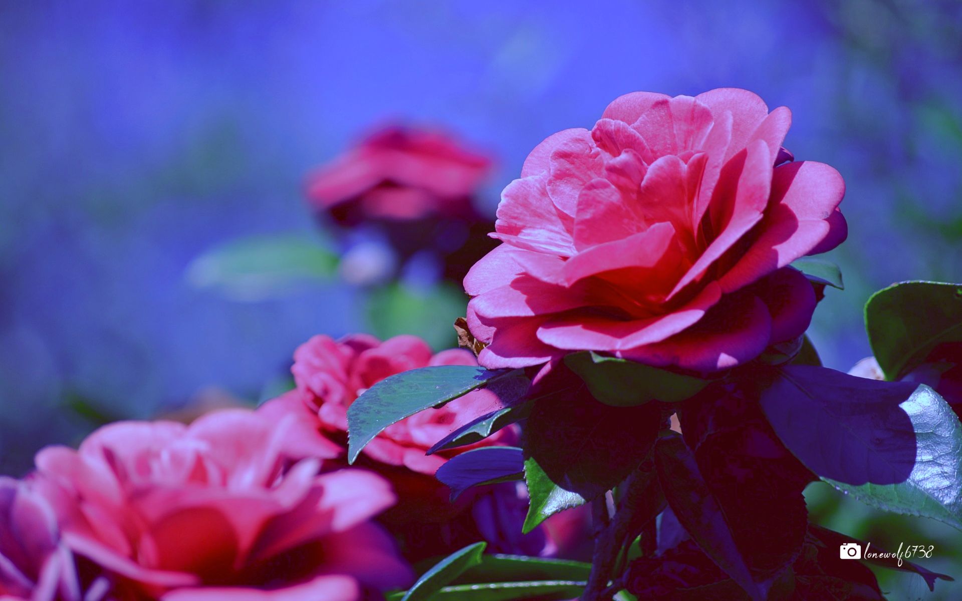 Скачать обои бесплатно Цветок, Камелия, Земля/природа, Розовый Цветок, Глубина Резкости, Флауэрсы картинка на рабочий стол ПК