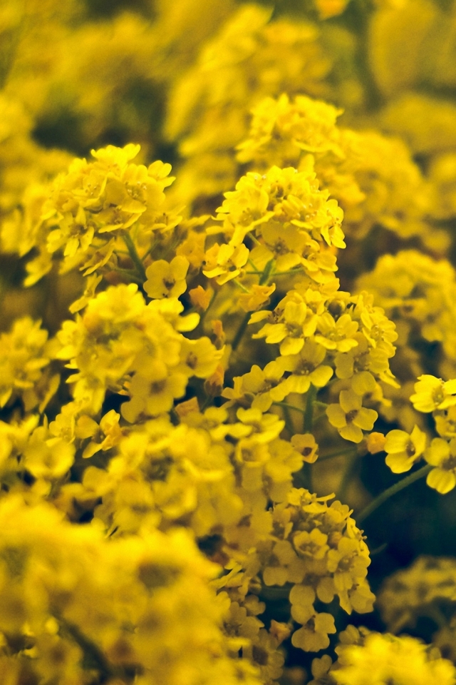 Descarga gratuita de fondo de pantalla para móvil de Flores, Flor, Jardín, Flor Amarilla, Tierra/naturaleza.