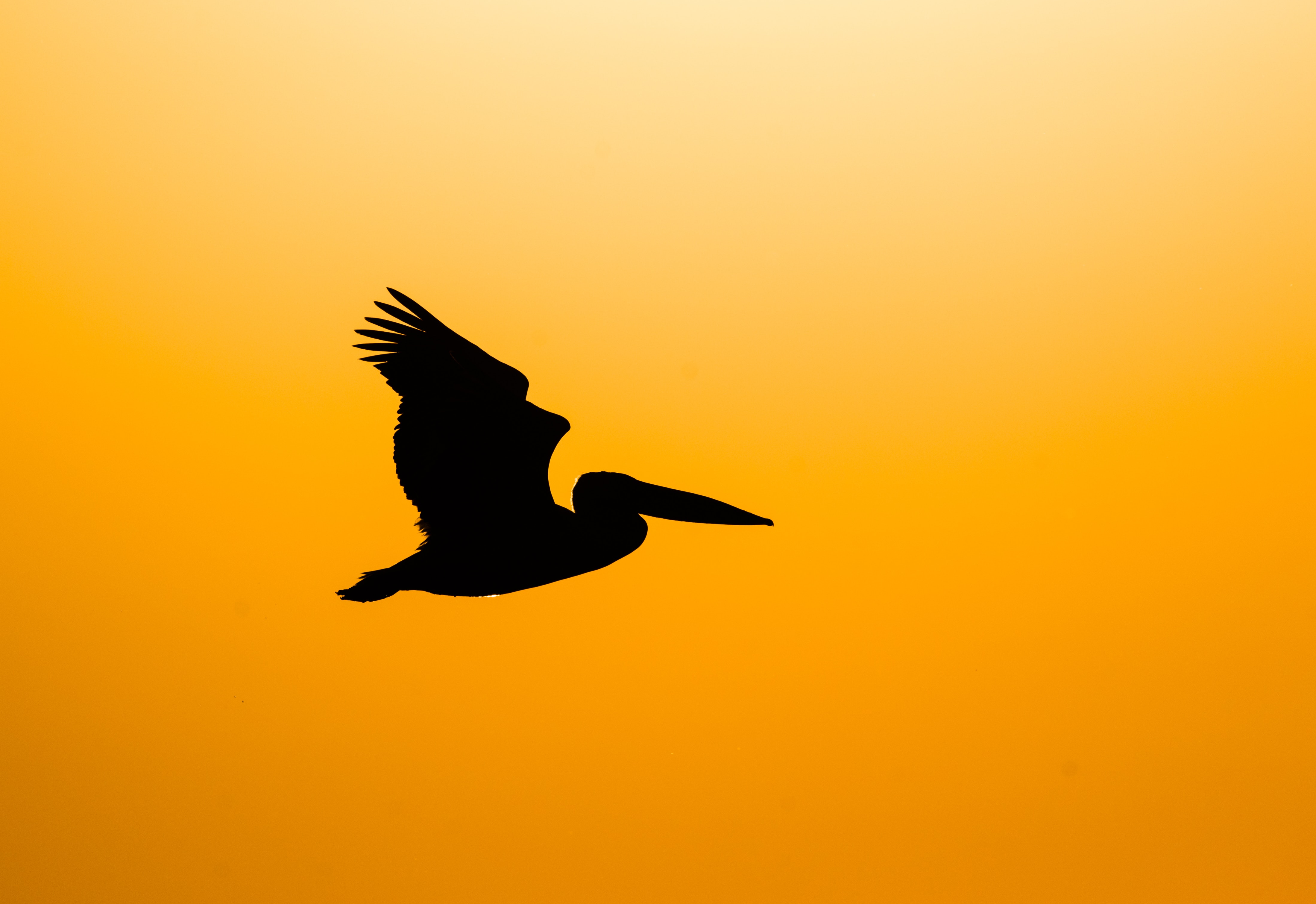 91194 Hintergrundbild herunterladen tiere, fliegen, dunkel, silhouette, vogel, pelikan, pelican, fliege - Bildschirmschoner und Bilder kostenlos