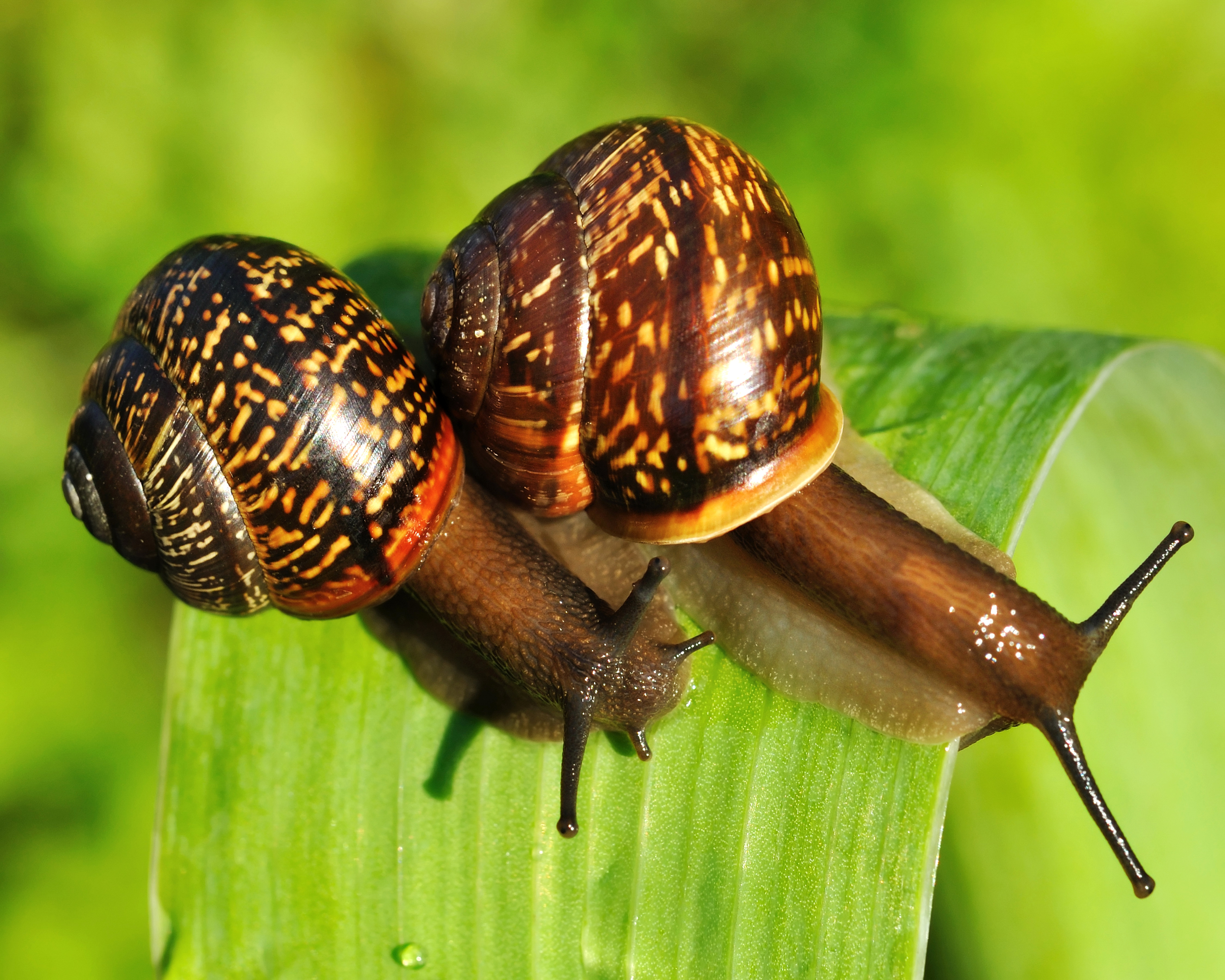 Free download wallpaper Macro, Insect, Animal, Snail on your PC desktop