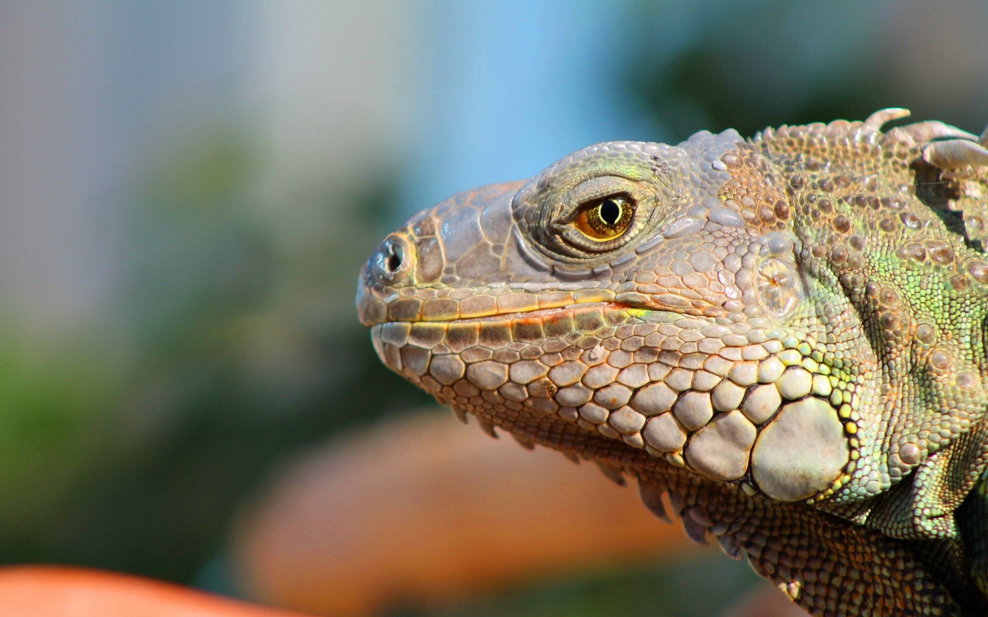 Laden Sie das Reptile, Profil, Schnauze, Reptil, Tiere-Bild kostenlos auf Ihren PC-Desktop herunter