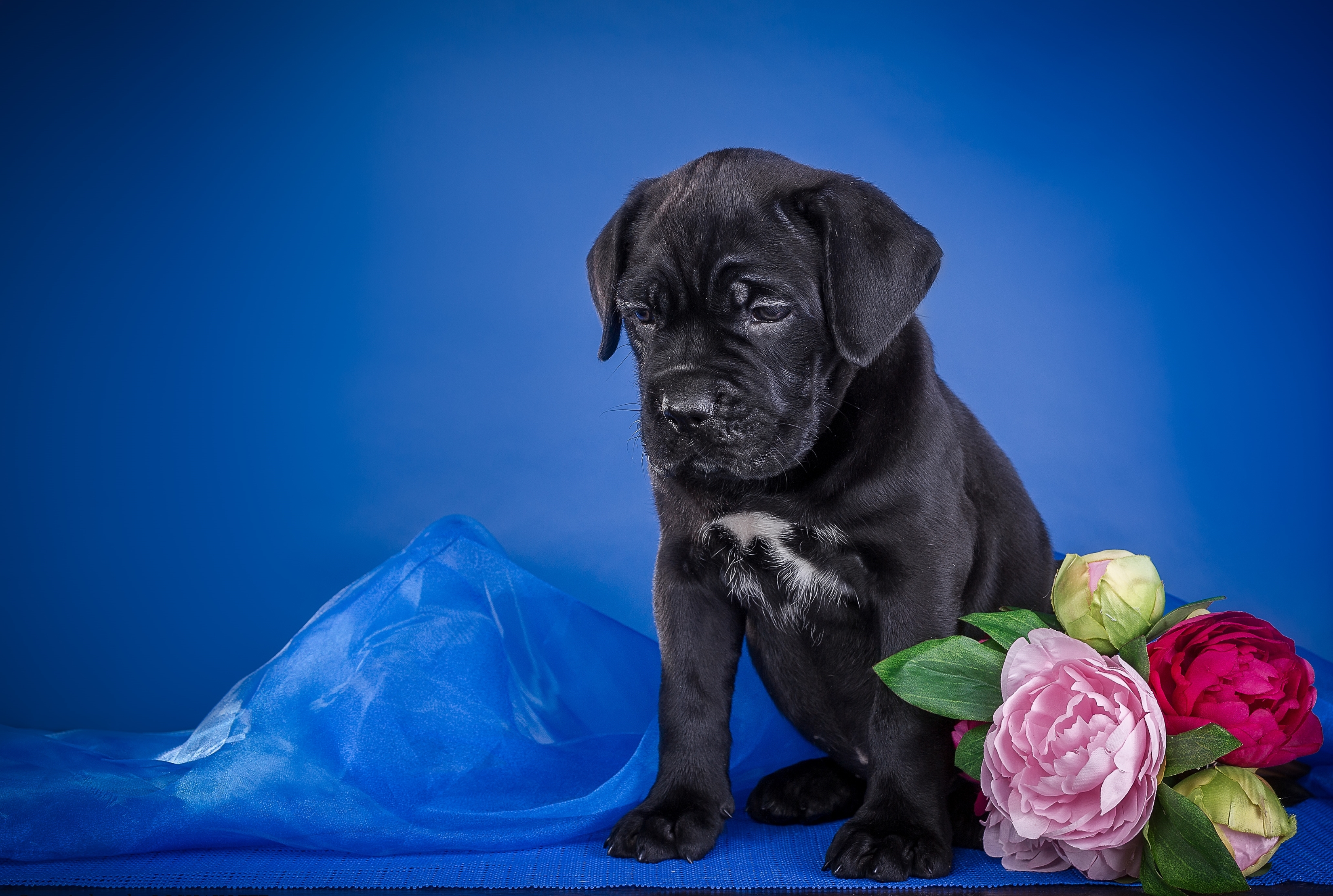 Free download wallpaper Dogs, Dog, Animal, Puppy, Cane Corso, Baby Animal on your PC desktop