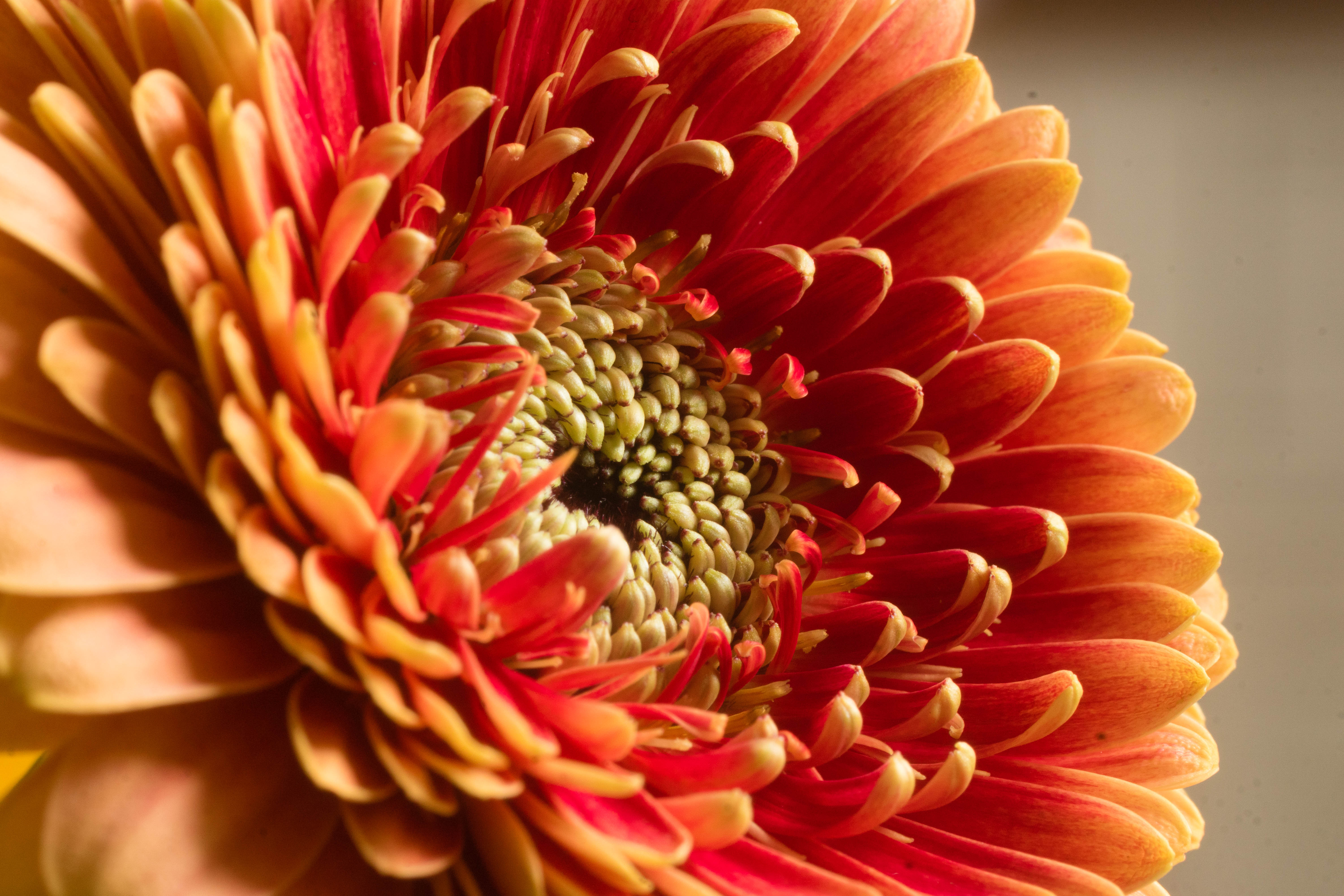 Descarga gratis la imagen Crisantemo, Flor, Macro, Pétalos en el escritorio de tu PC
