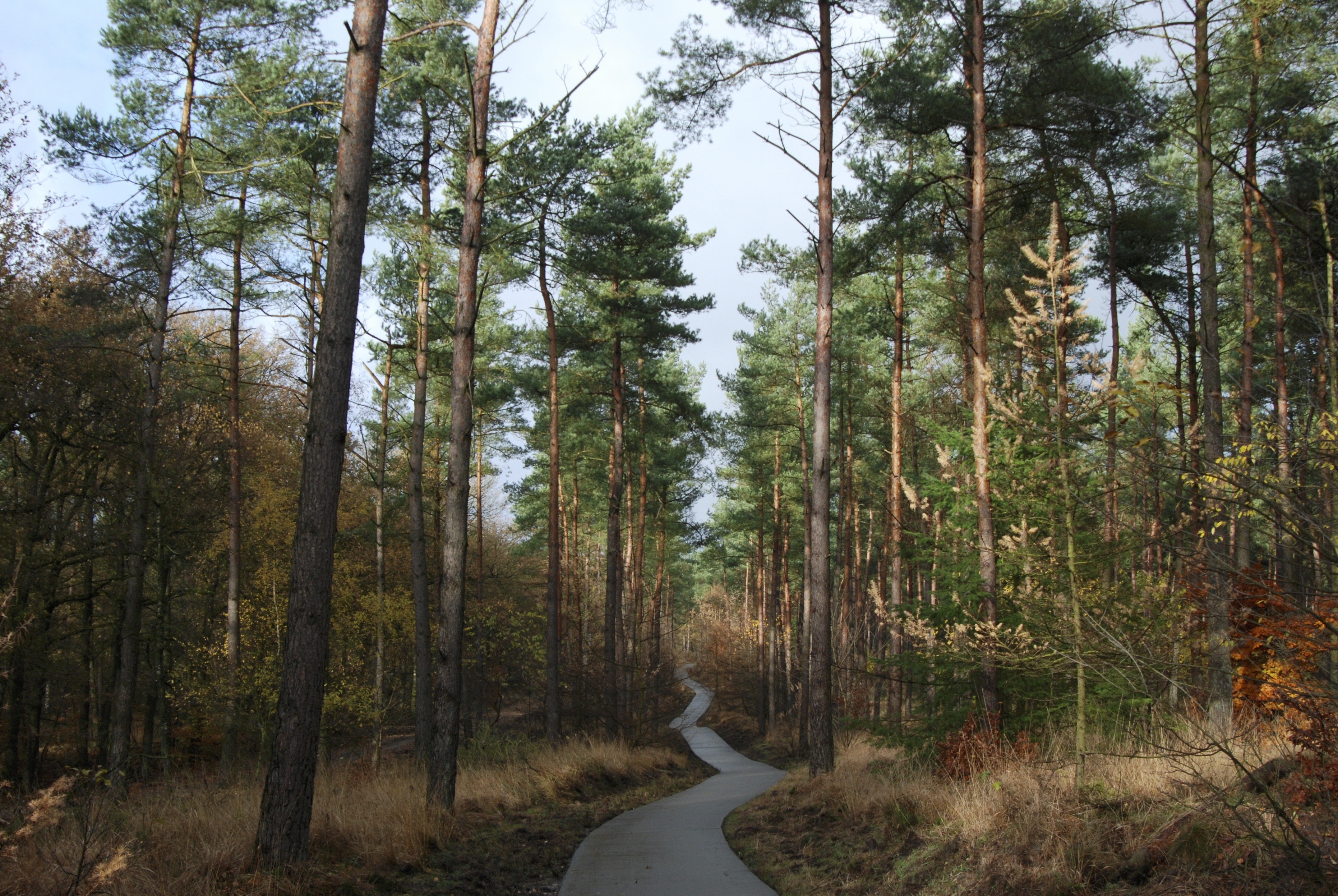 Téléchargez gratuitement l'image Forêt, Arbre, Chemin, La Nature, Terre/nature sur le bureau de votre PC