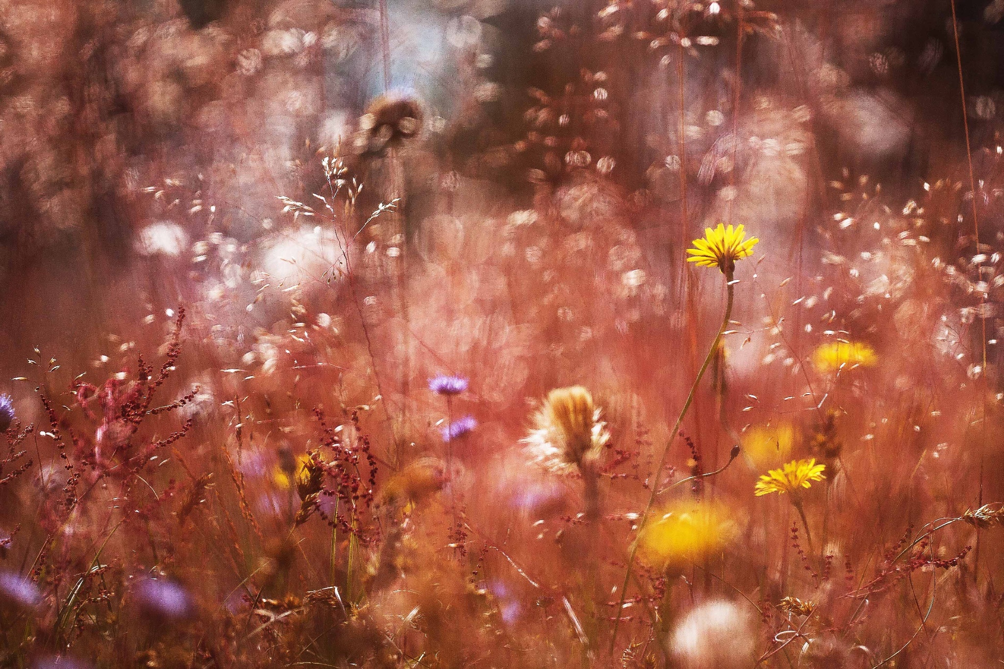 Free download wallpaper Nature, Flower, Earth, Bokeh, Meadow on your PC desktop