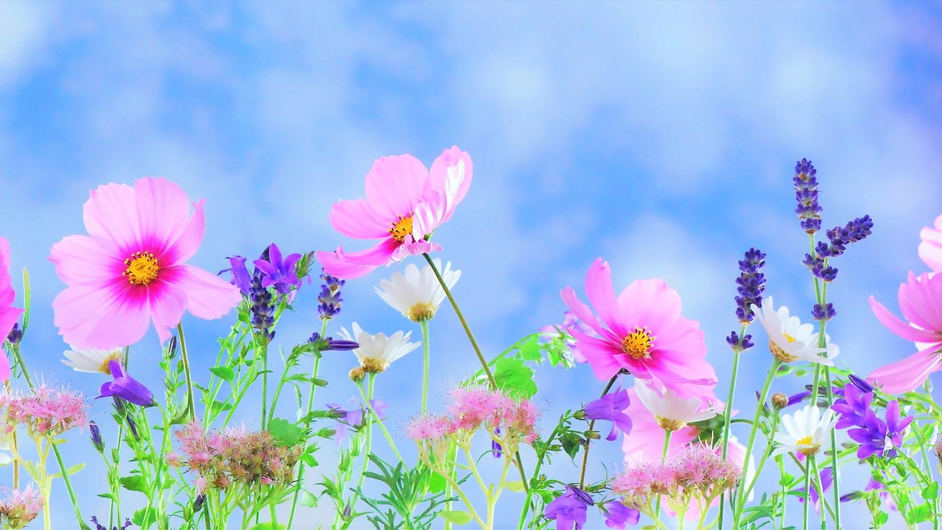 Download mobile wallpaper Flowers, Flower, Earth, Spring, White Flower, Pink Flower for free.