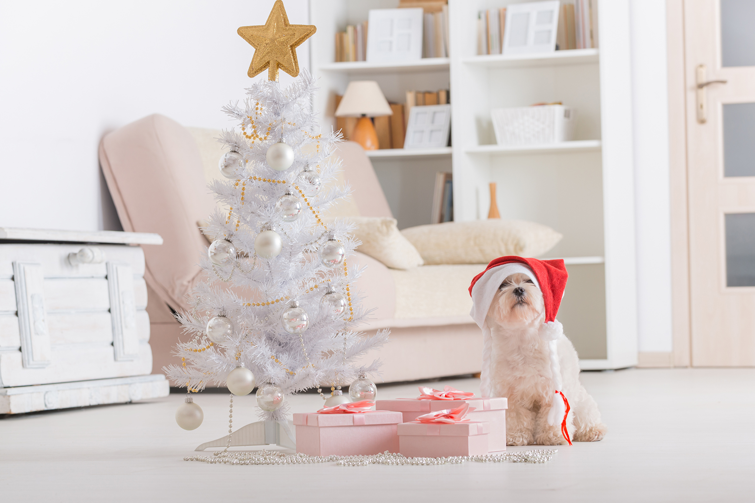 474716 скачать обои собаки, животные, мальтийский, рождественская елка, рождество, собака, подарки, шляпа санты - заставки и картинки бесплатно