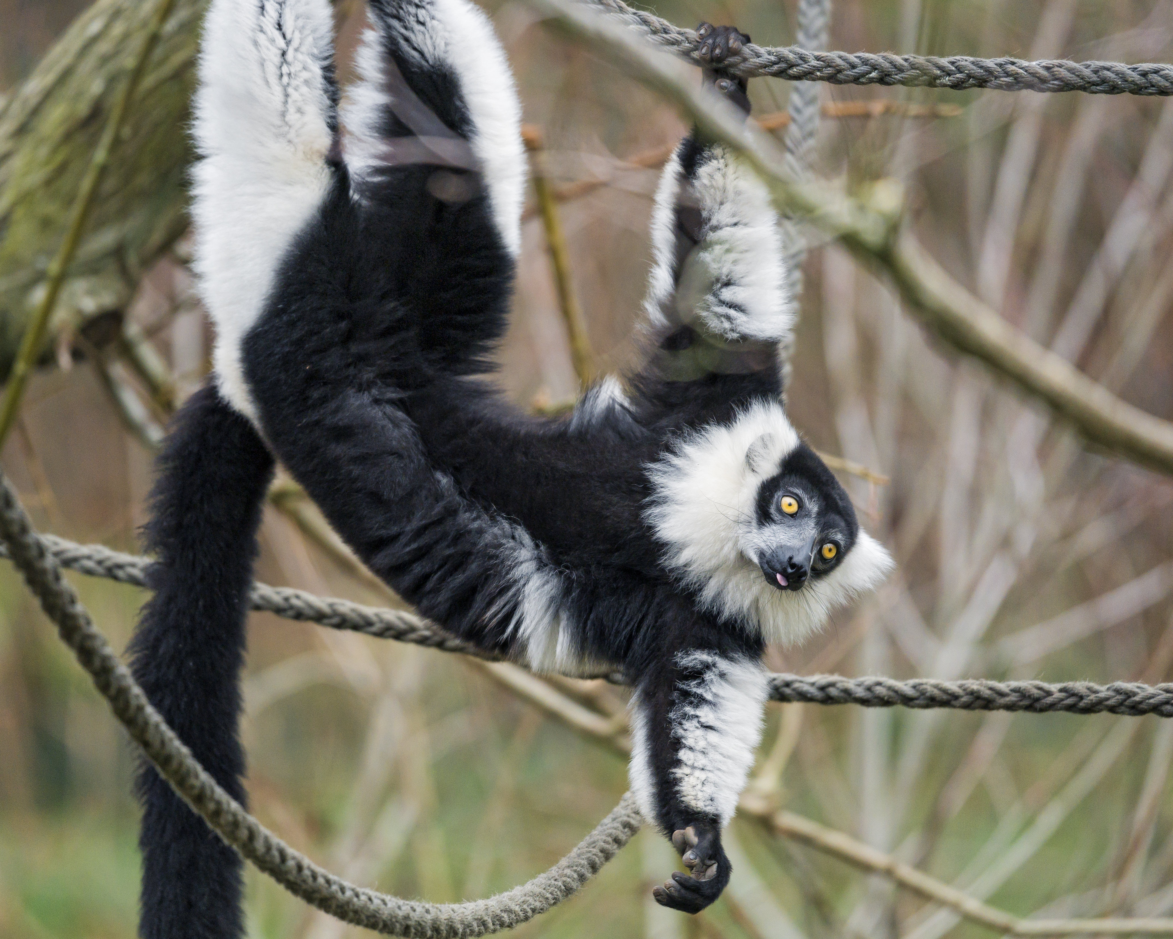 104167 Hintergrundbild herunterladen lemur, tiere, tier, hervorstehende zunge, zunge herausgeklemmt, komisch, lustig - Bildschirmschoner und Bilder kostenlos