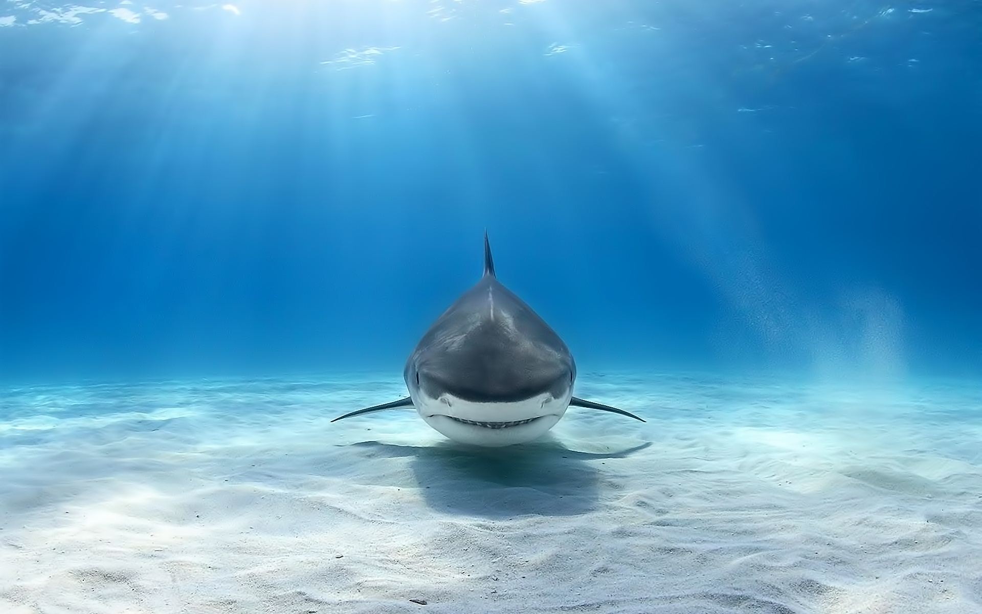 1488130 descargar imagen animales, gran tiburón blanco: fondos de pantalla y protectores de pantalla gratis