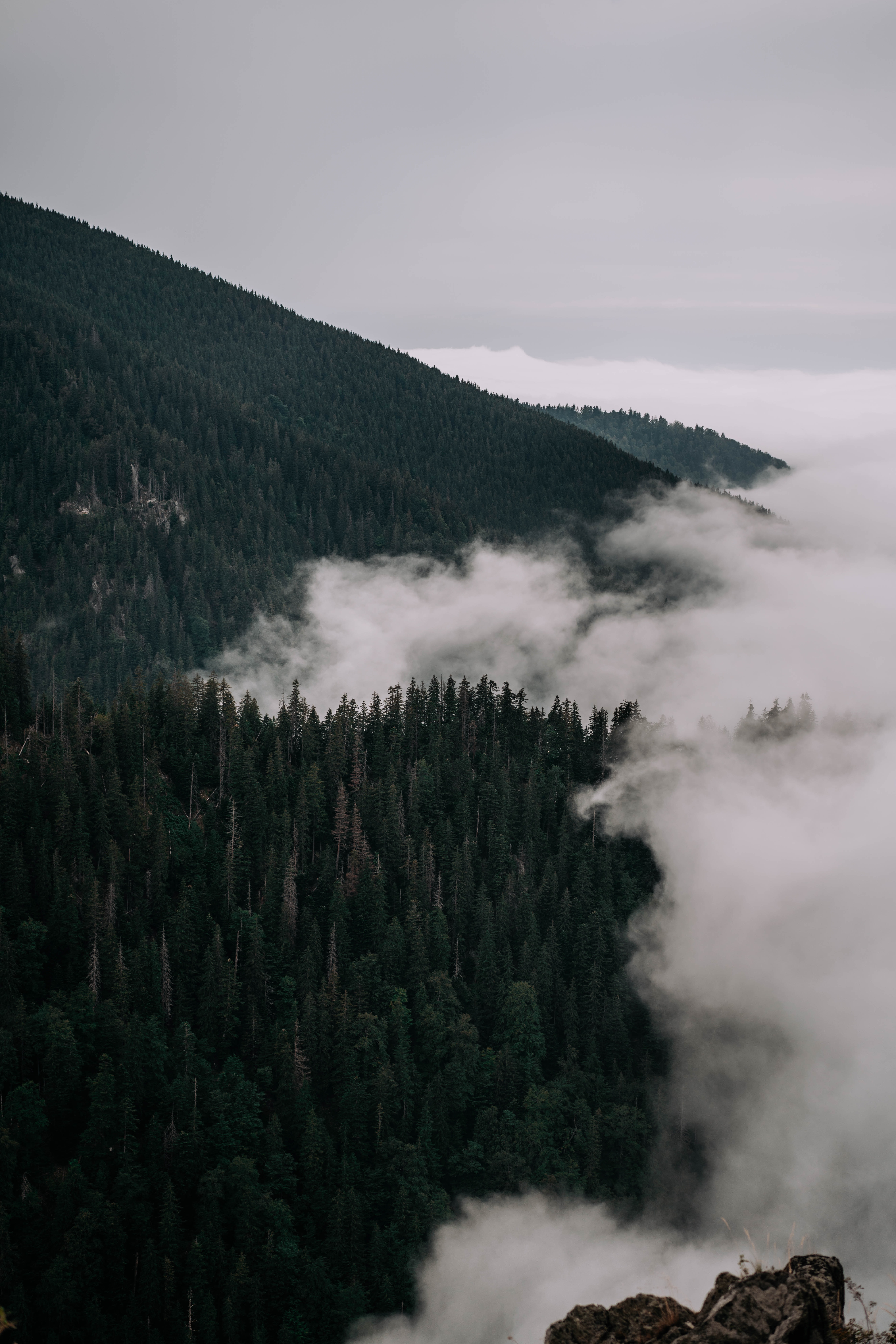Скачать картинку Склон, Туман, Природа, Облака, Деревья, Лес в телефон бесплатно.