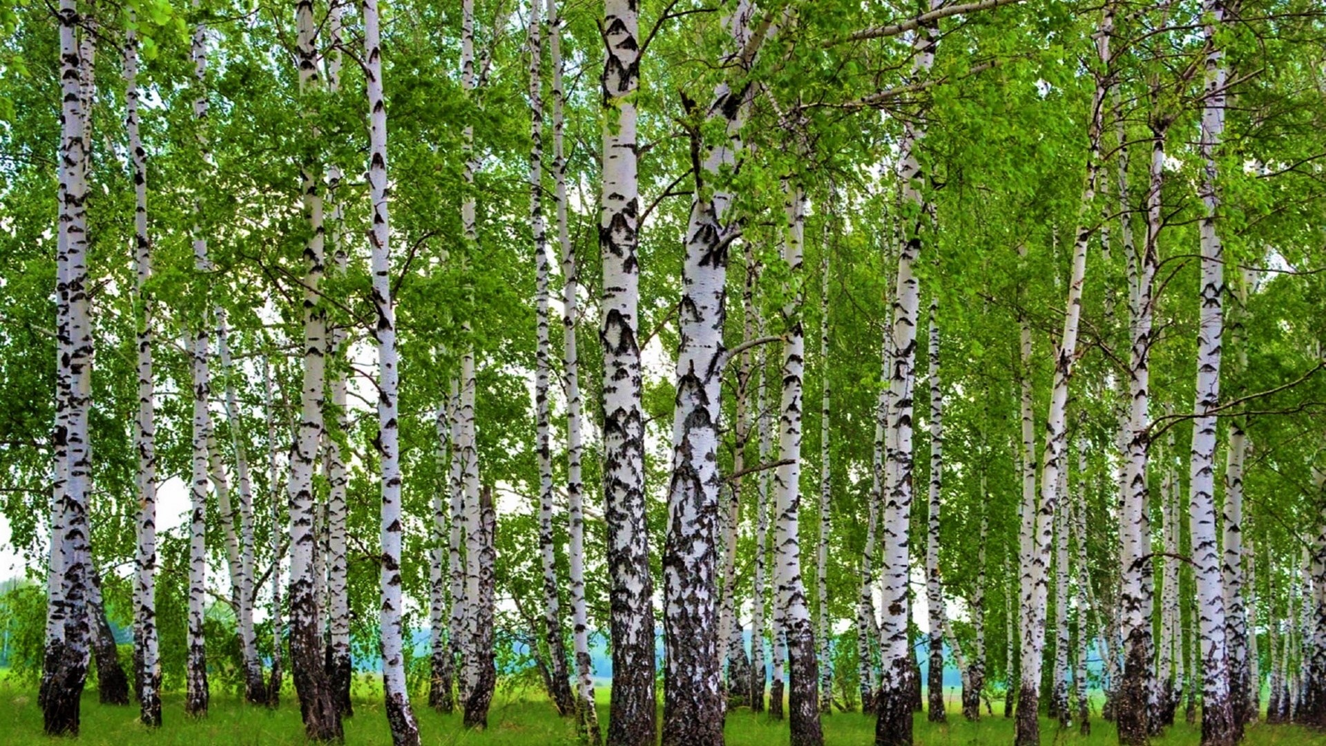 Download mobile wallpaper Forest, Tree, Earth, Birch for free.